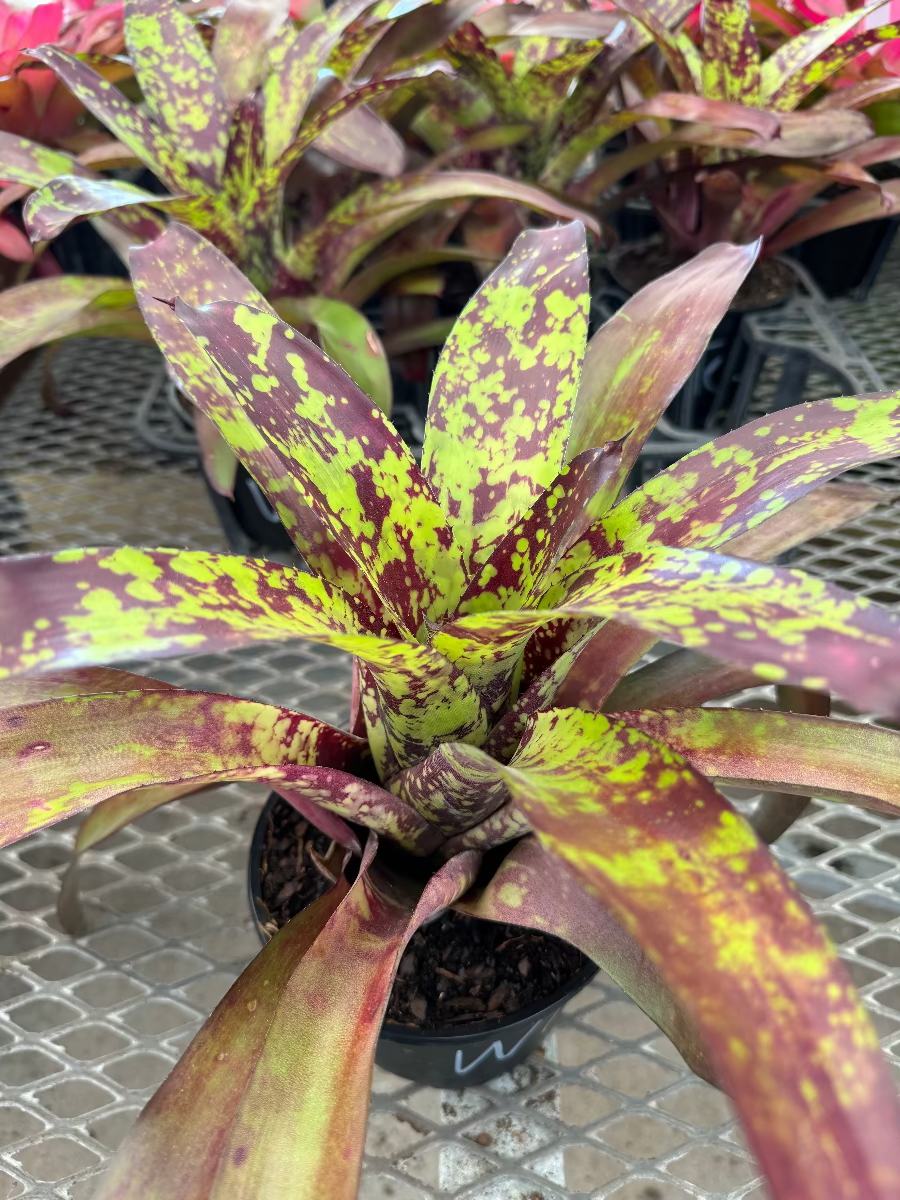 Top-down view of a vibrant Bromeliad Neoregelia Wine and Gold