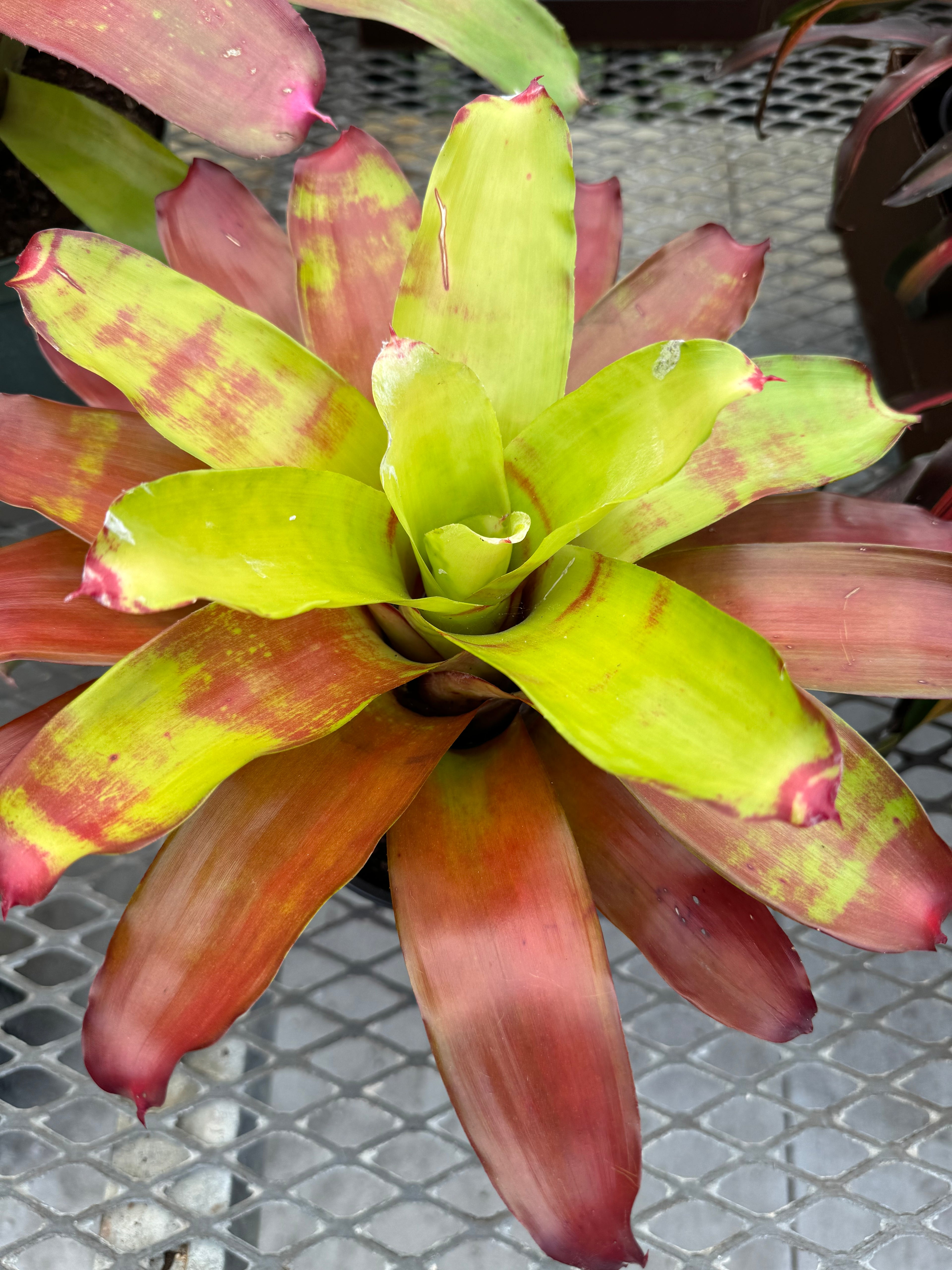 Bromeliad, Neoregelia Victoria Secret
