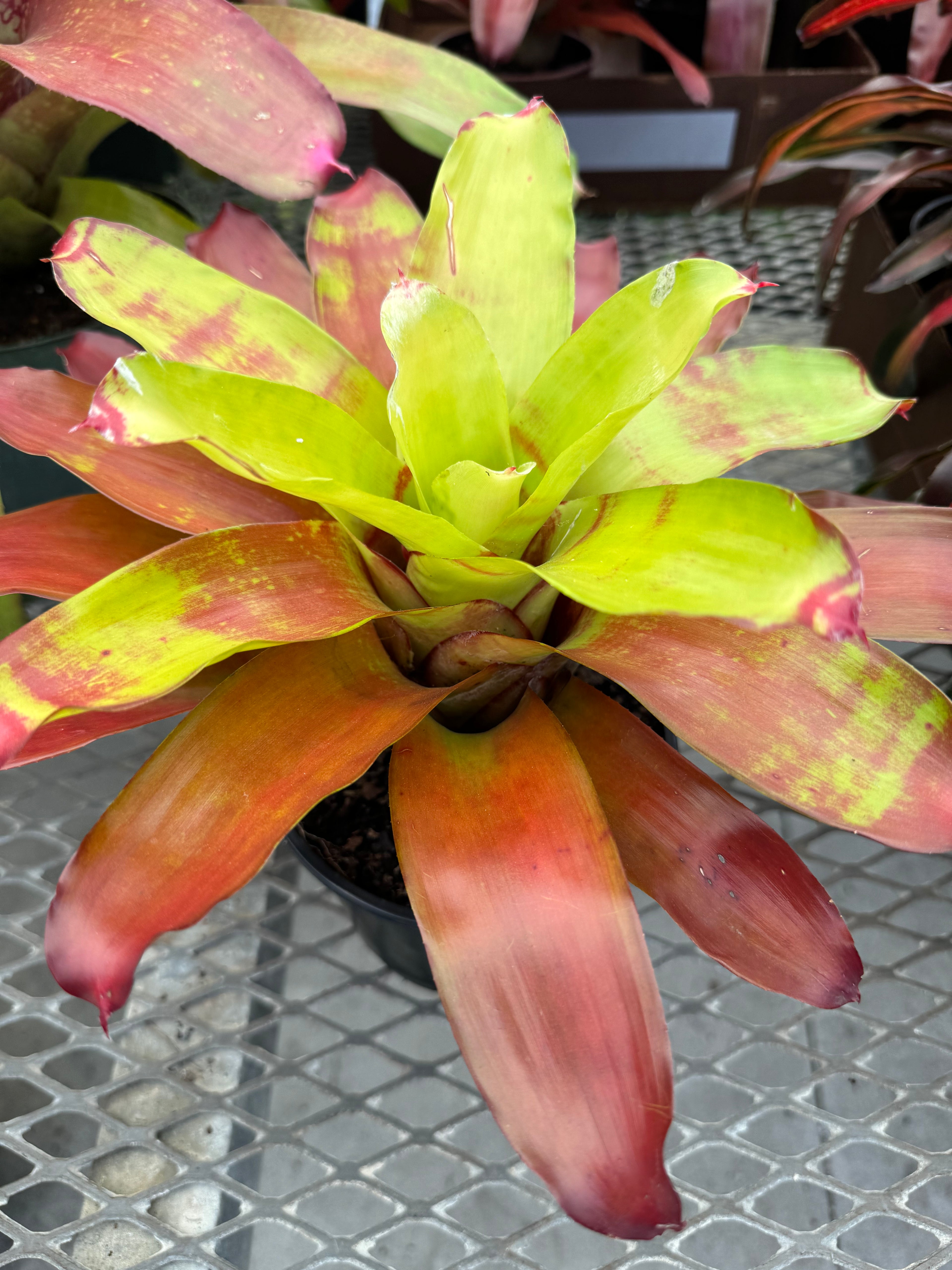 Bromeliad, Neoregelia Victoria Secret