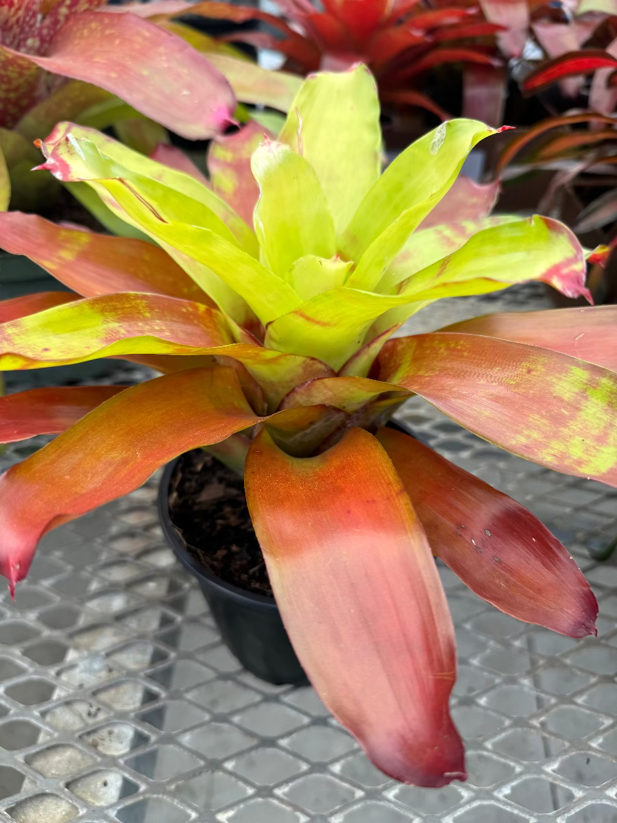 Potted Bromeliad Neoregelia Victoria Secret.