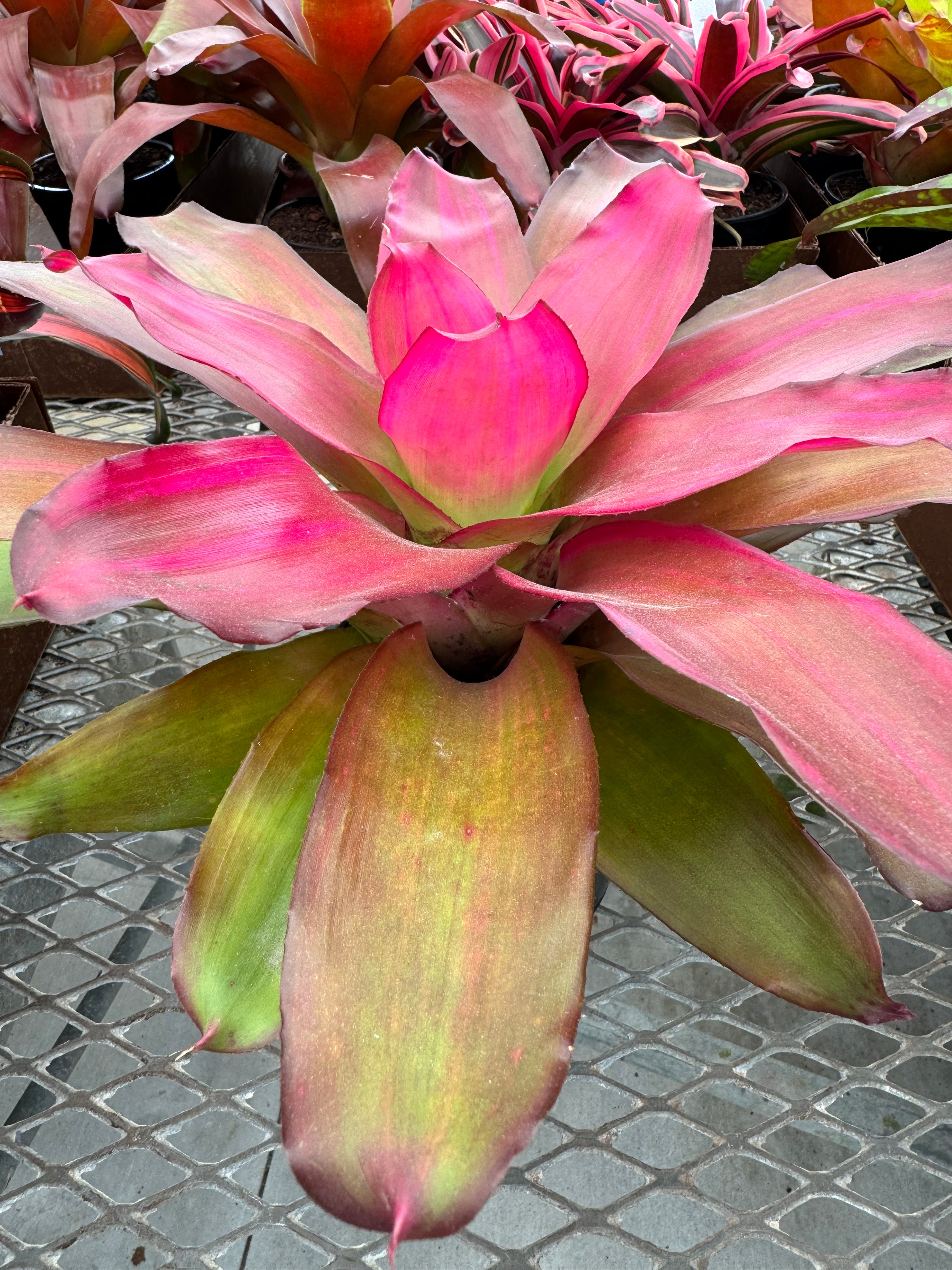 Bromeliad, Neoregelia Crimson