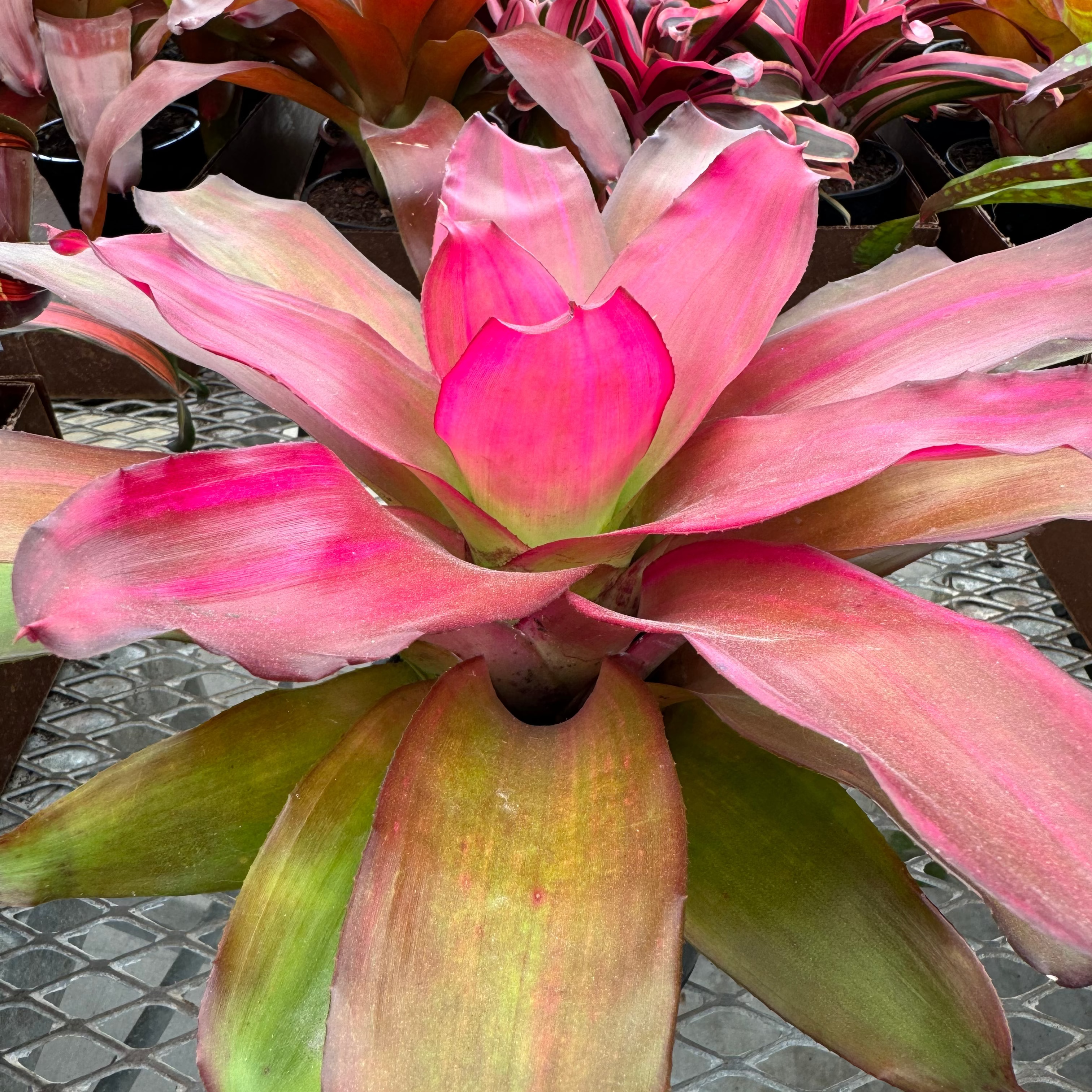 Bromeliad, Neoregelia Crimson close up