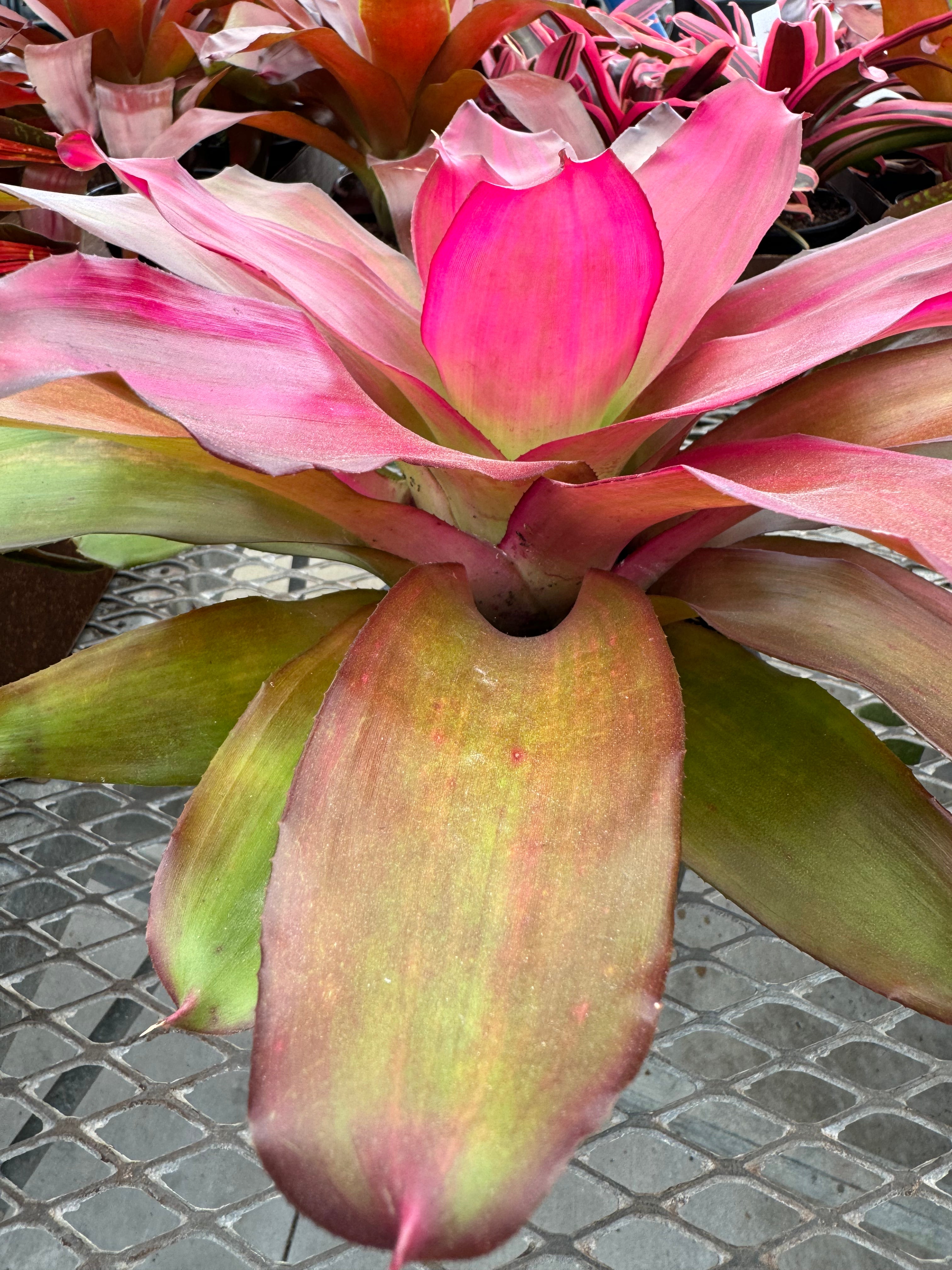 Bromeliad, Neoregelia Crimson