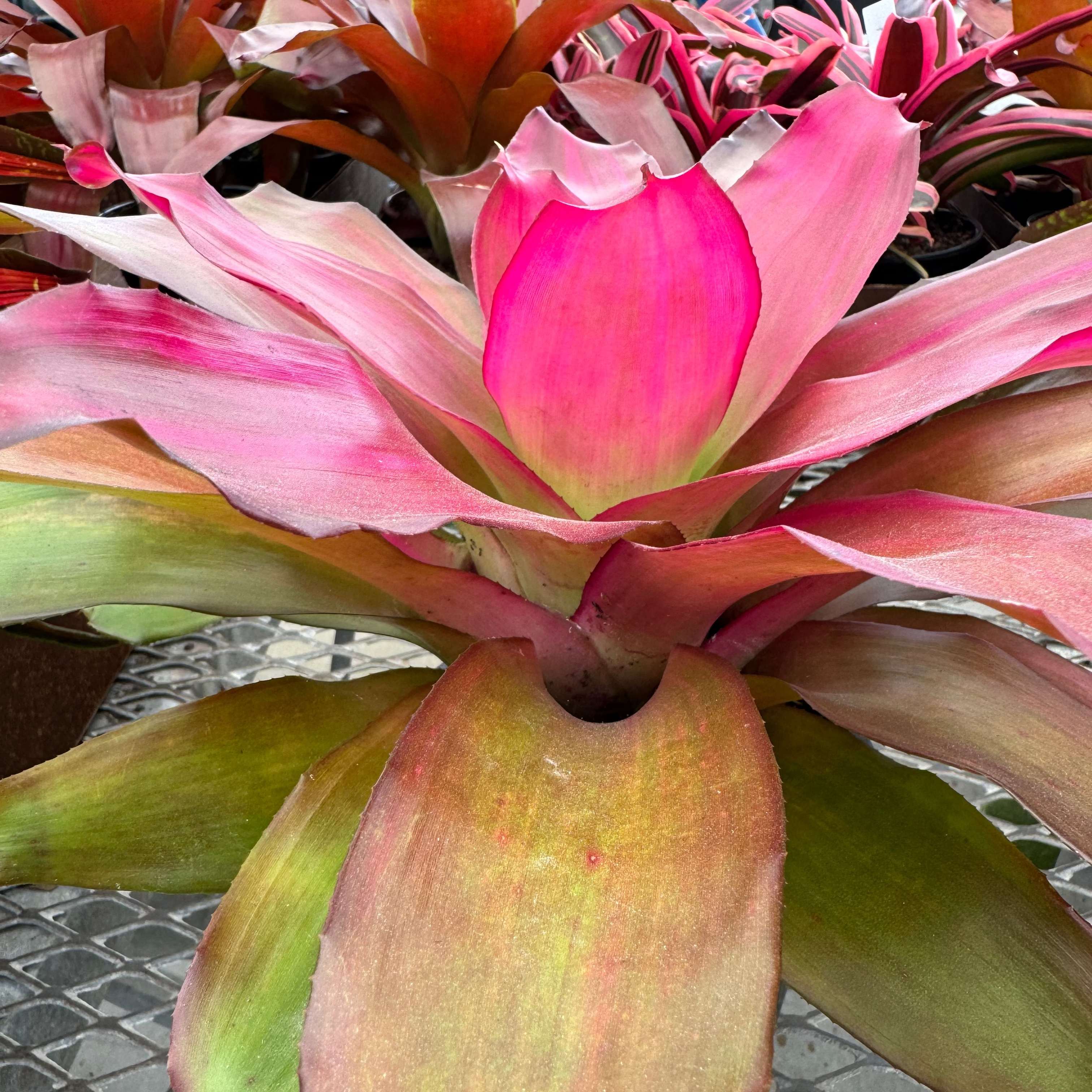 Bromeliad, Neoregelia Crimson close up