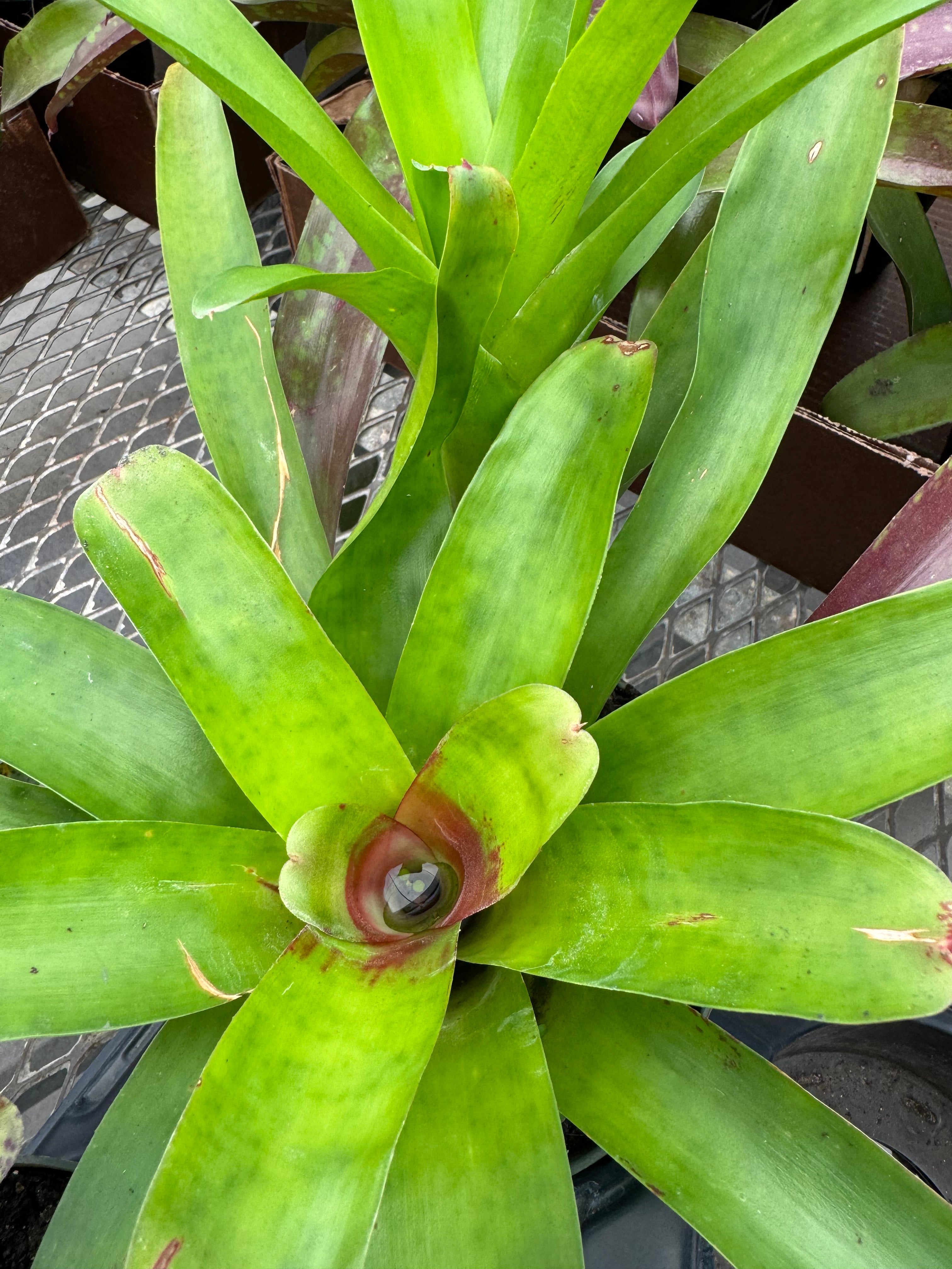 Bromeliad, Neoregelia Mcwiliamsii