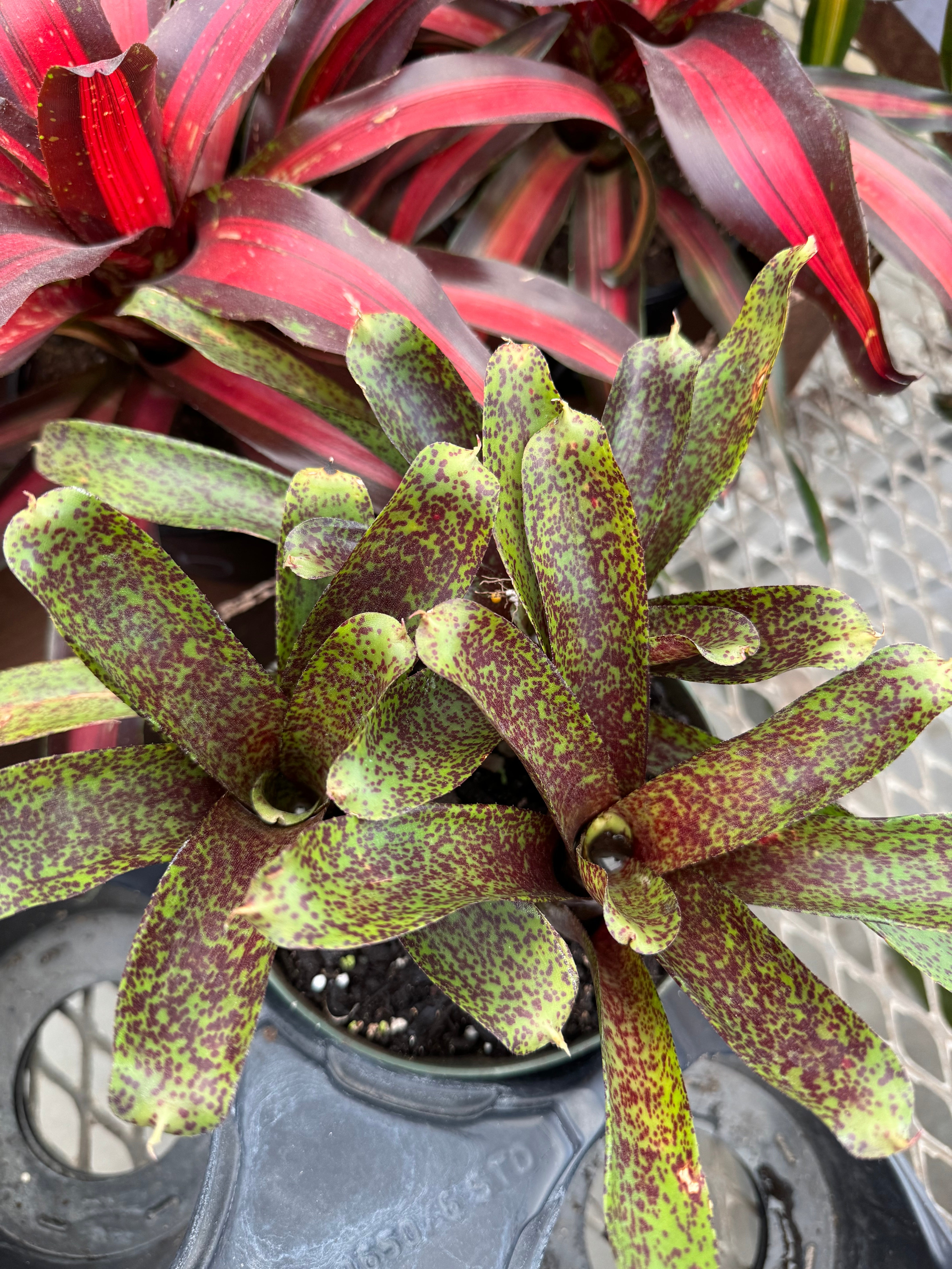 tropical house plants bromeliad Bromeliad, Neoregelia Mo Peppa