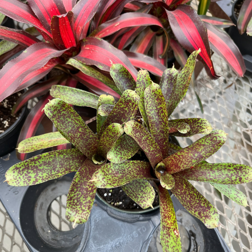 Close-up of a bromeliad hot tamale plant with red and green leaves.