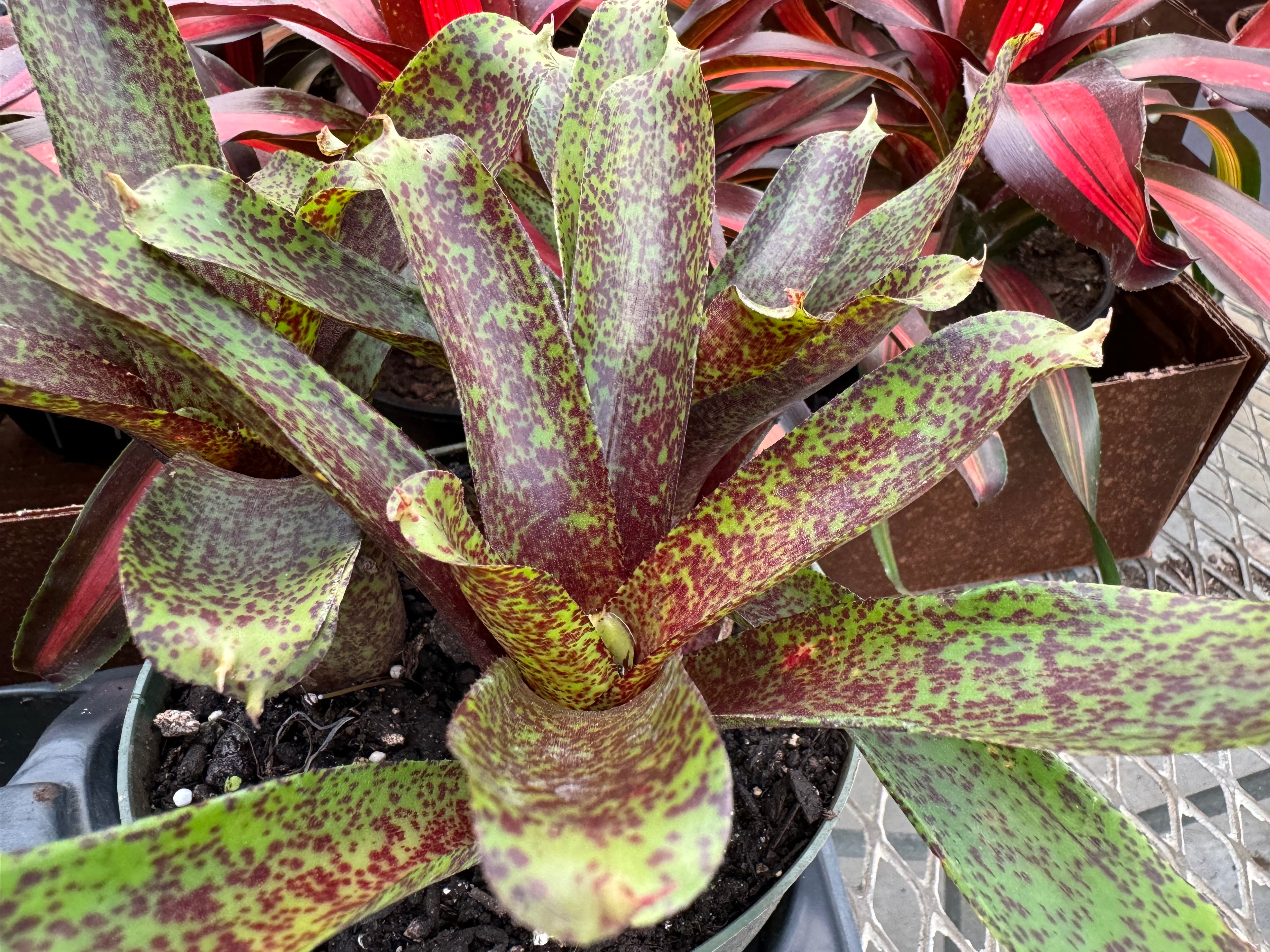 Bromeliad, Neoregelia Mo Peppa