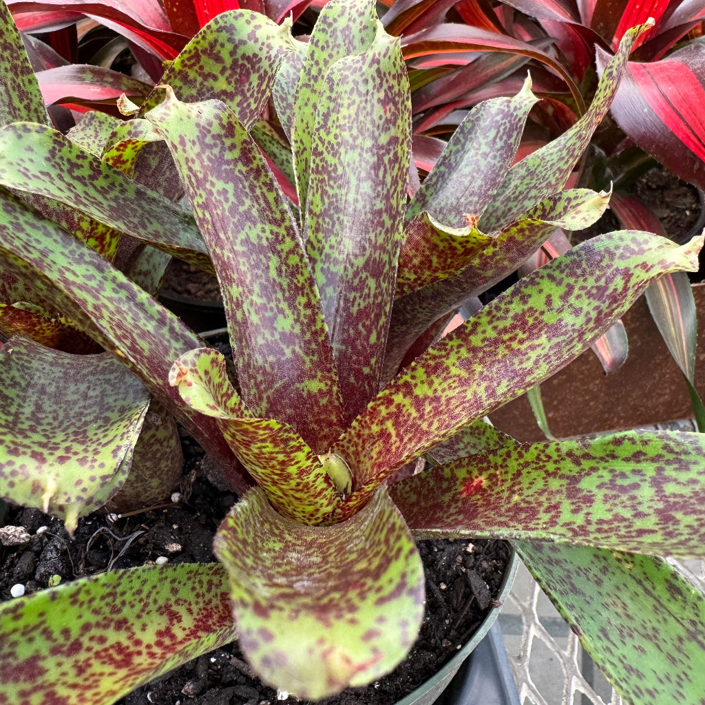 Bromeliad, Neoregelia Hot Tamale