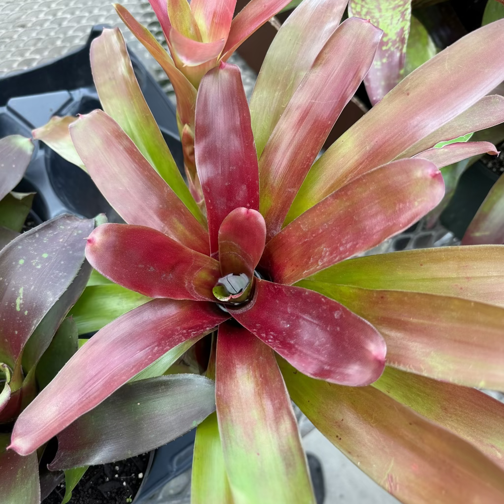 Bromeliad, Neoregelia Super Fireball close up