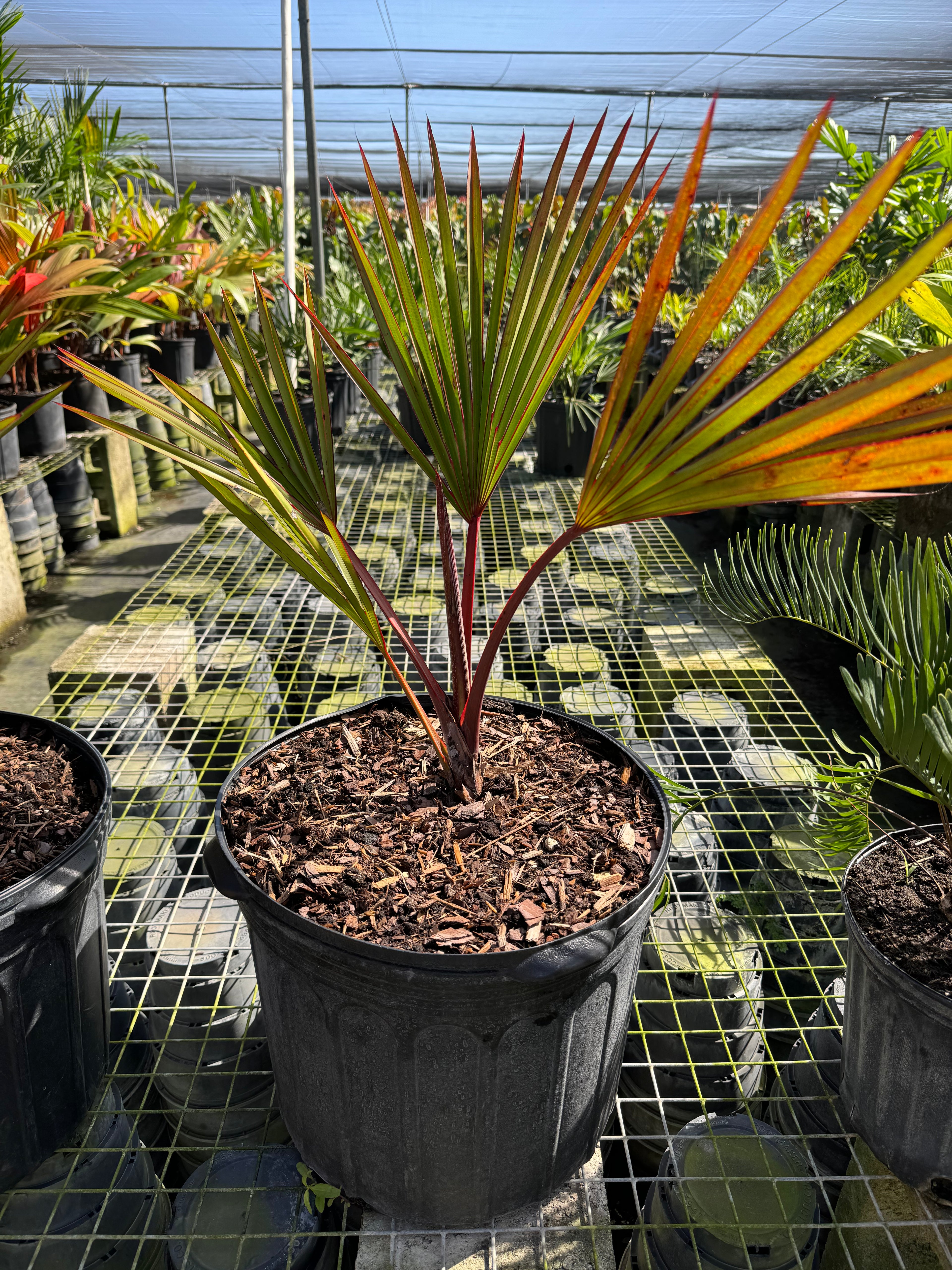 Red Latan Palm, Latania borbonica