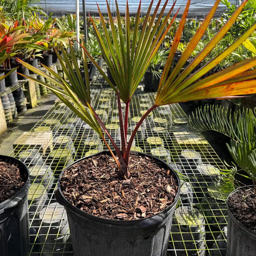 Red Latam Palm Potted plant with red and green leaves on a grid background