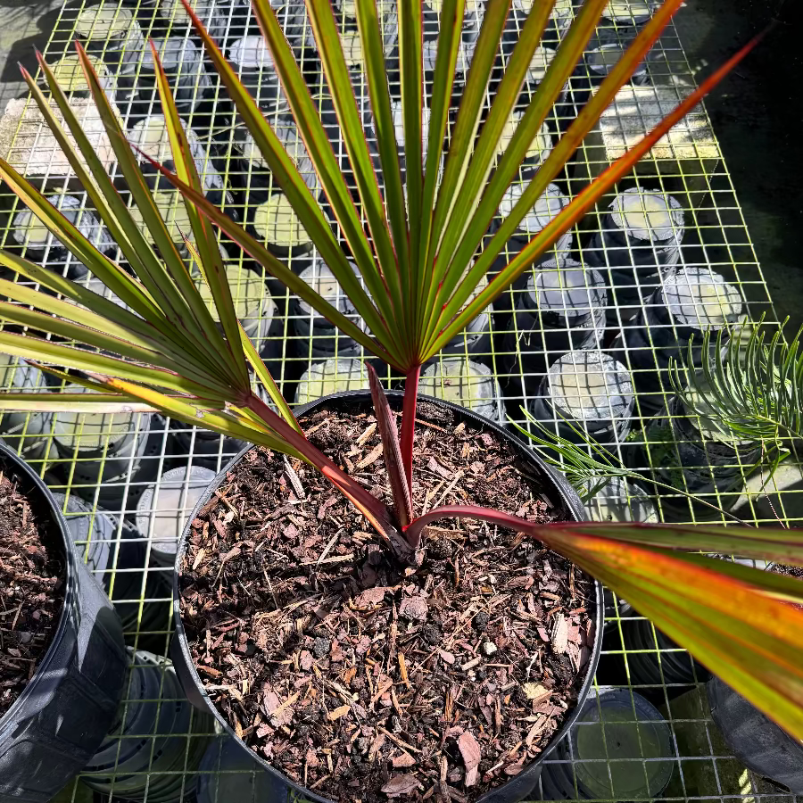 Red Latam Palm Potted plant with red and green leaves on a grid background