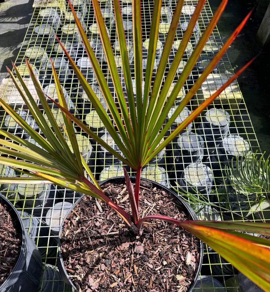 Red Latam Palm Potted plant with red and green leaves on a grid background