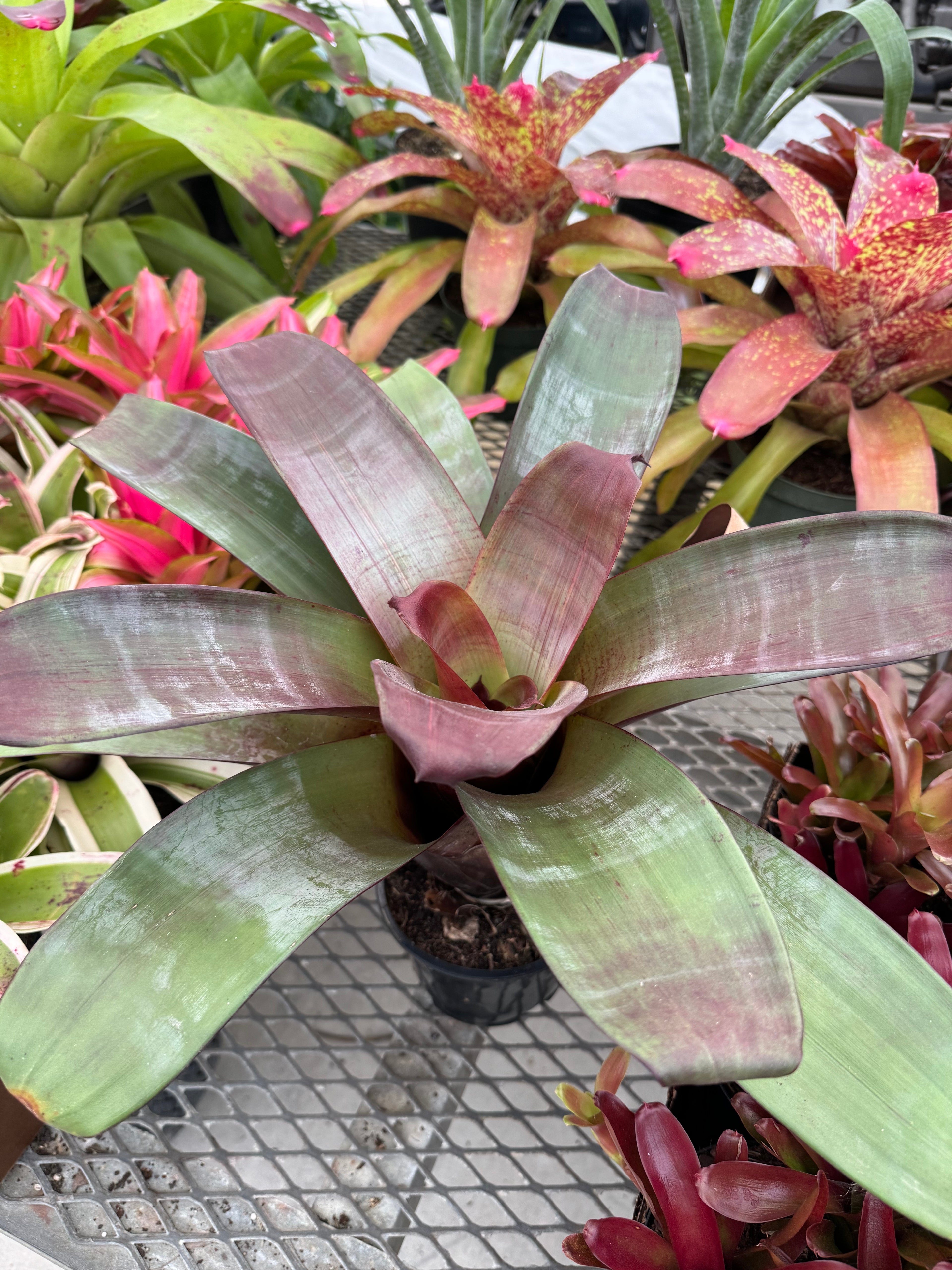 Bromeliad Alcantarea imperialis