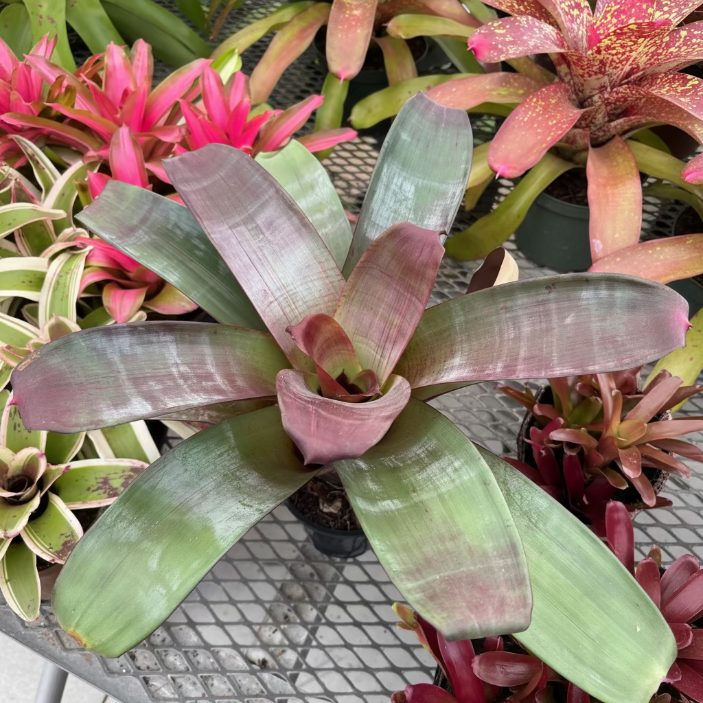 Bromeliad Alcantarea imperialis Tropical plant with red and green leaves in a nursery setting