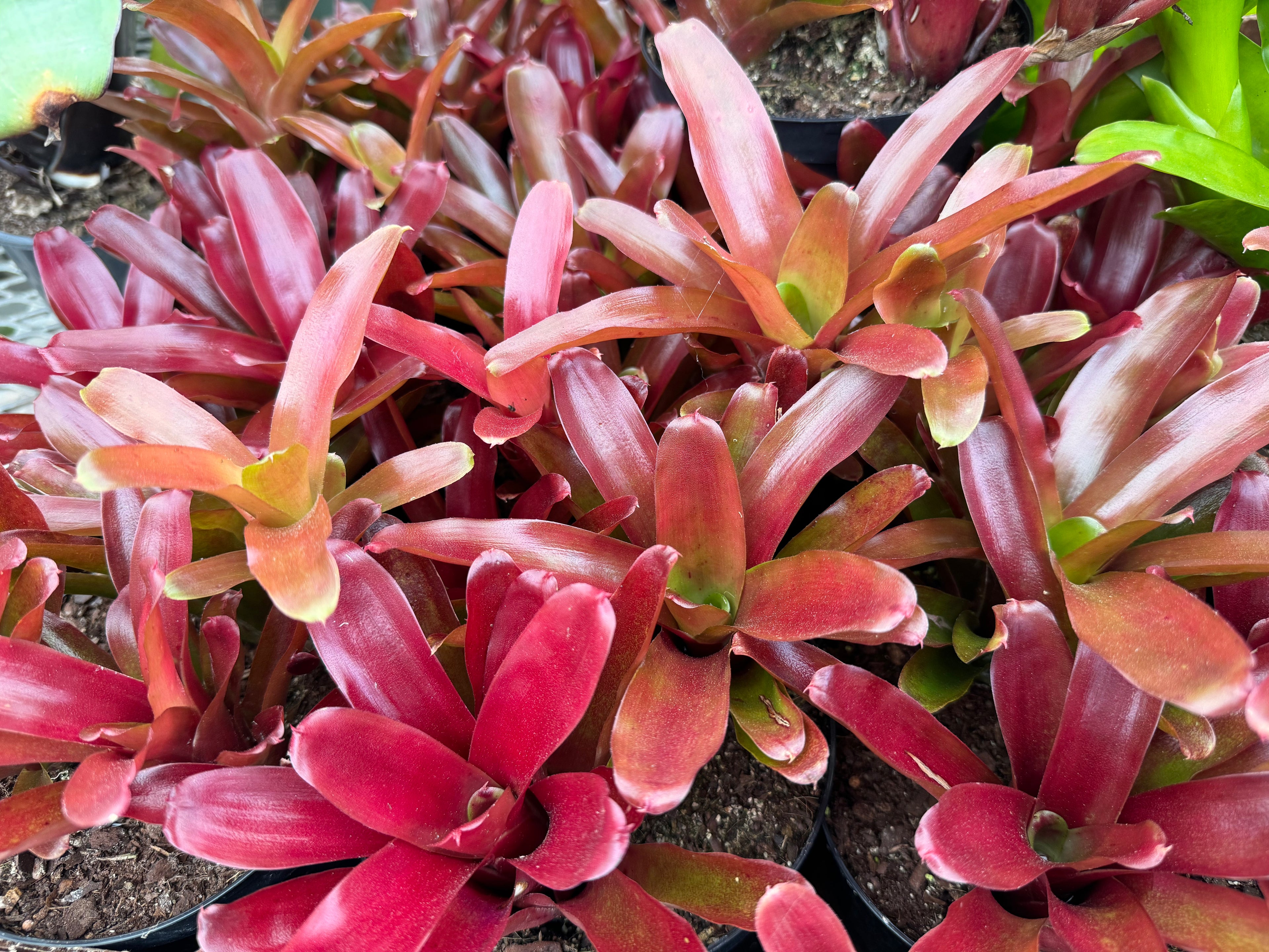 Bromeliad, Neoregelia Fireball