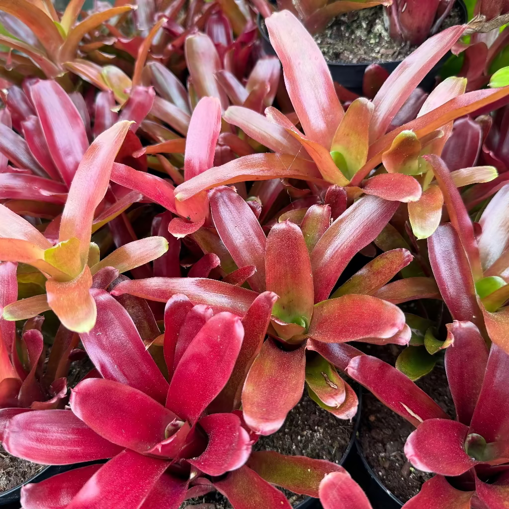 Bromeliad, Neoregelia Fireball close up of them in 6in pots