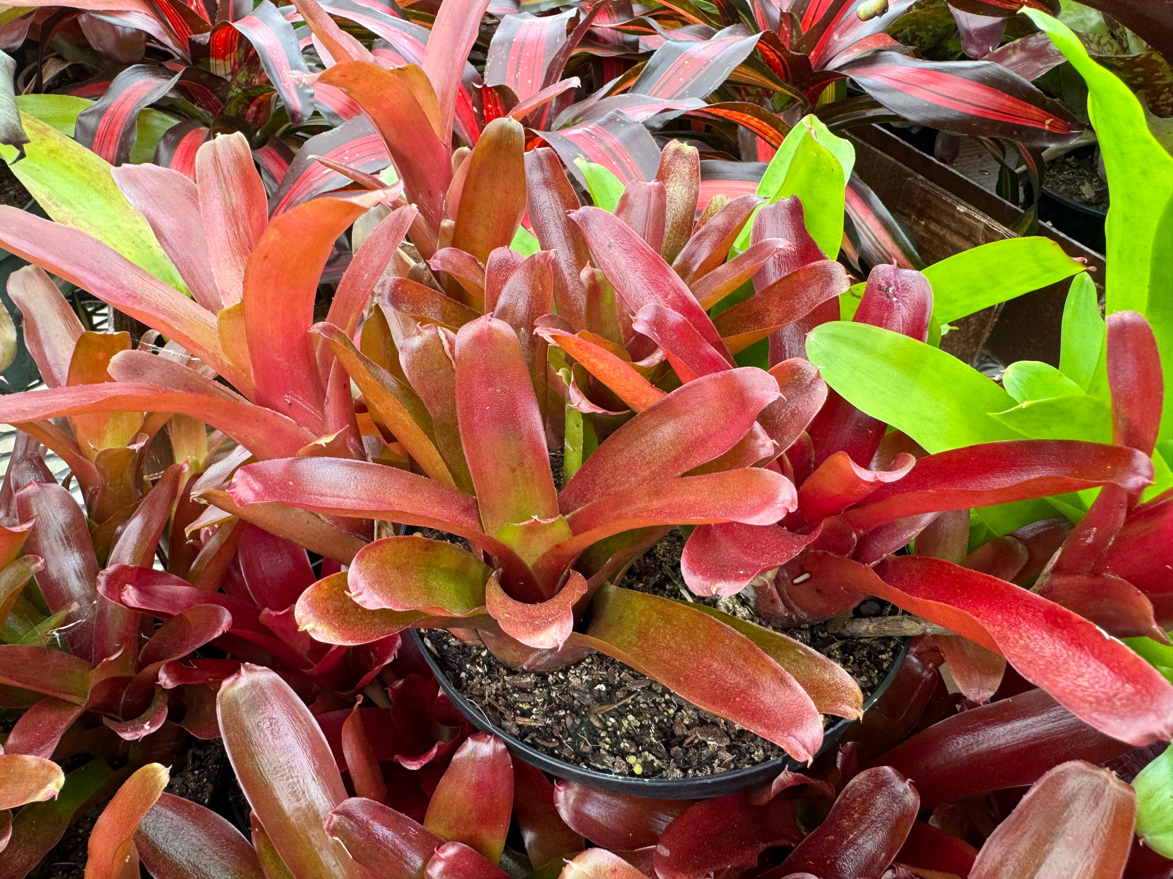 Bromeliad, Neoregelia Fireball
