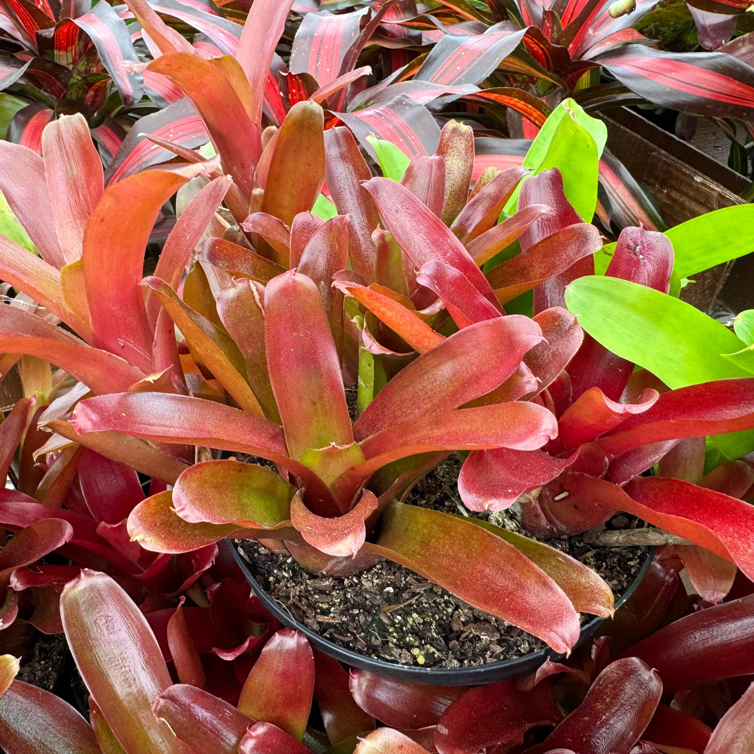 Bromeliad, Neoregelia Fireball close up of 6in plant