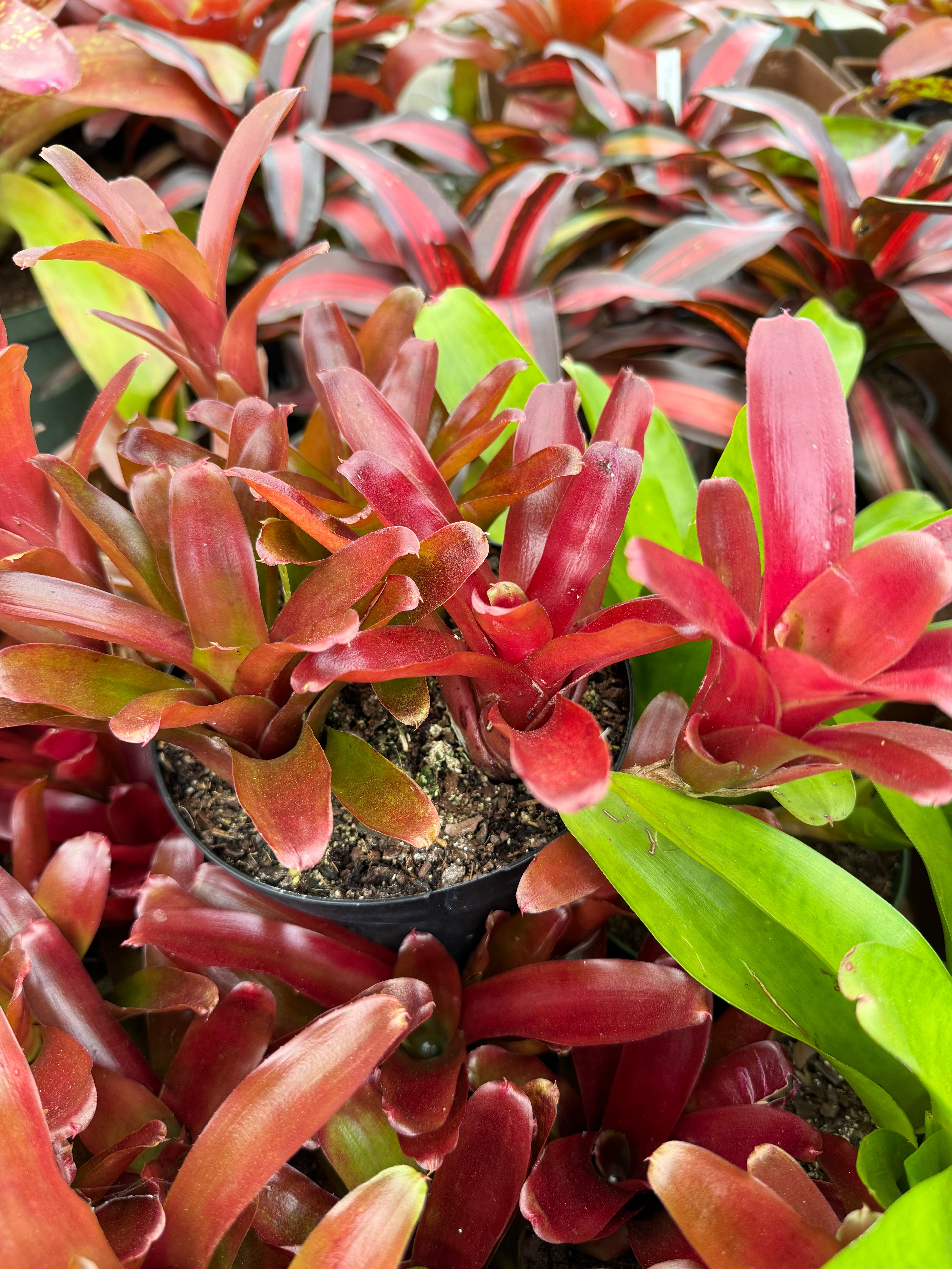 Bromeliad, Neoregelia Fireball