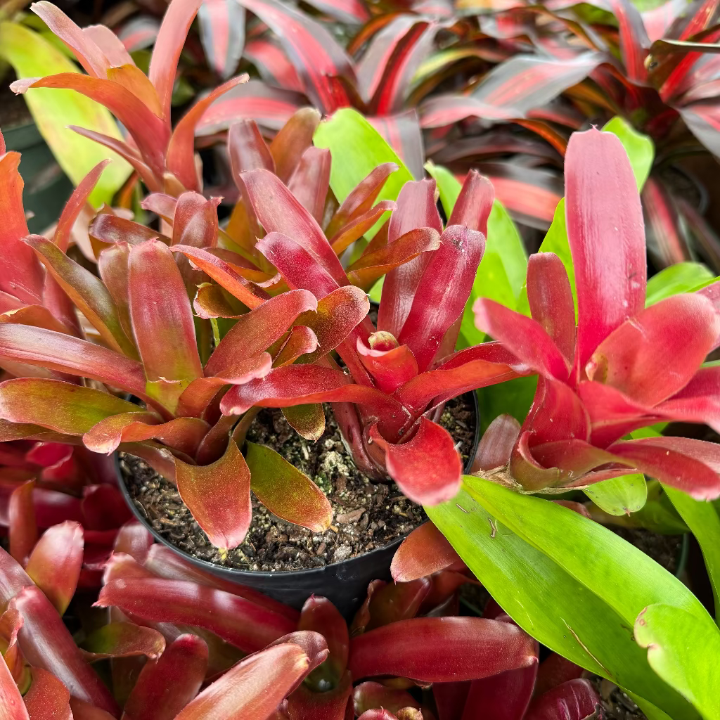 Bromeliad, Neoregelia Fireball close up of 6in plant