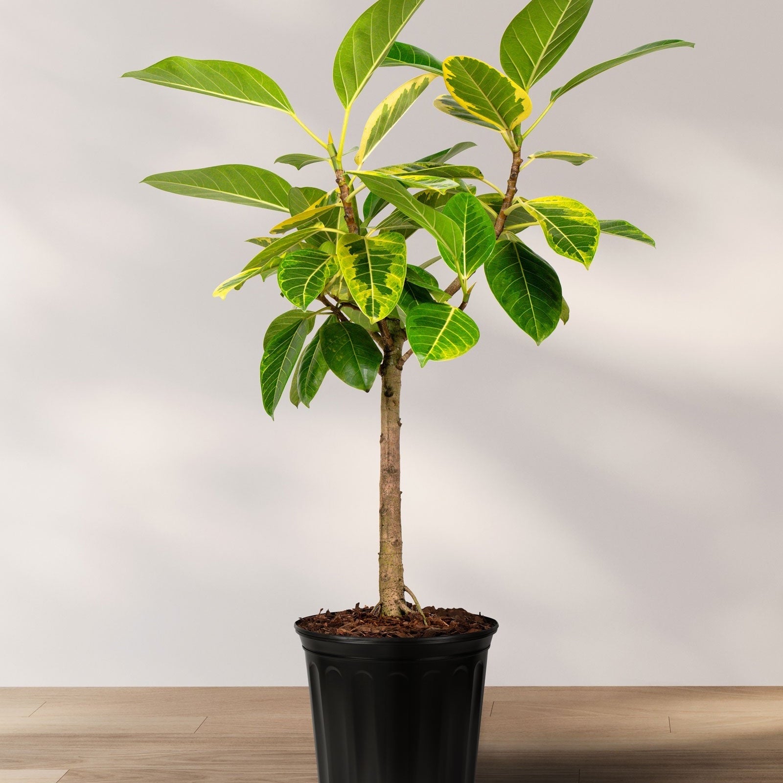 Ficus Yellow Gem Potted plant with green leaves on a wooden floor against a light gray wall