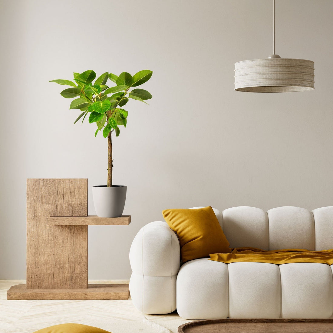 Ficus Yellow Gem Modern living room with a white sofa, wooden side table, and potted plant.