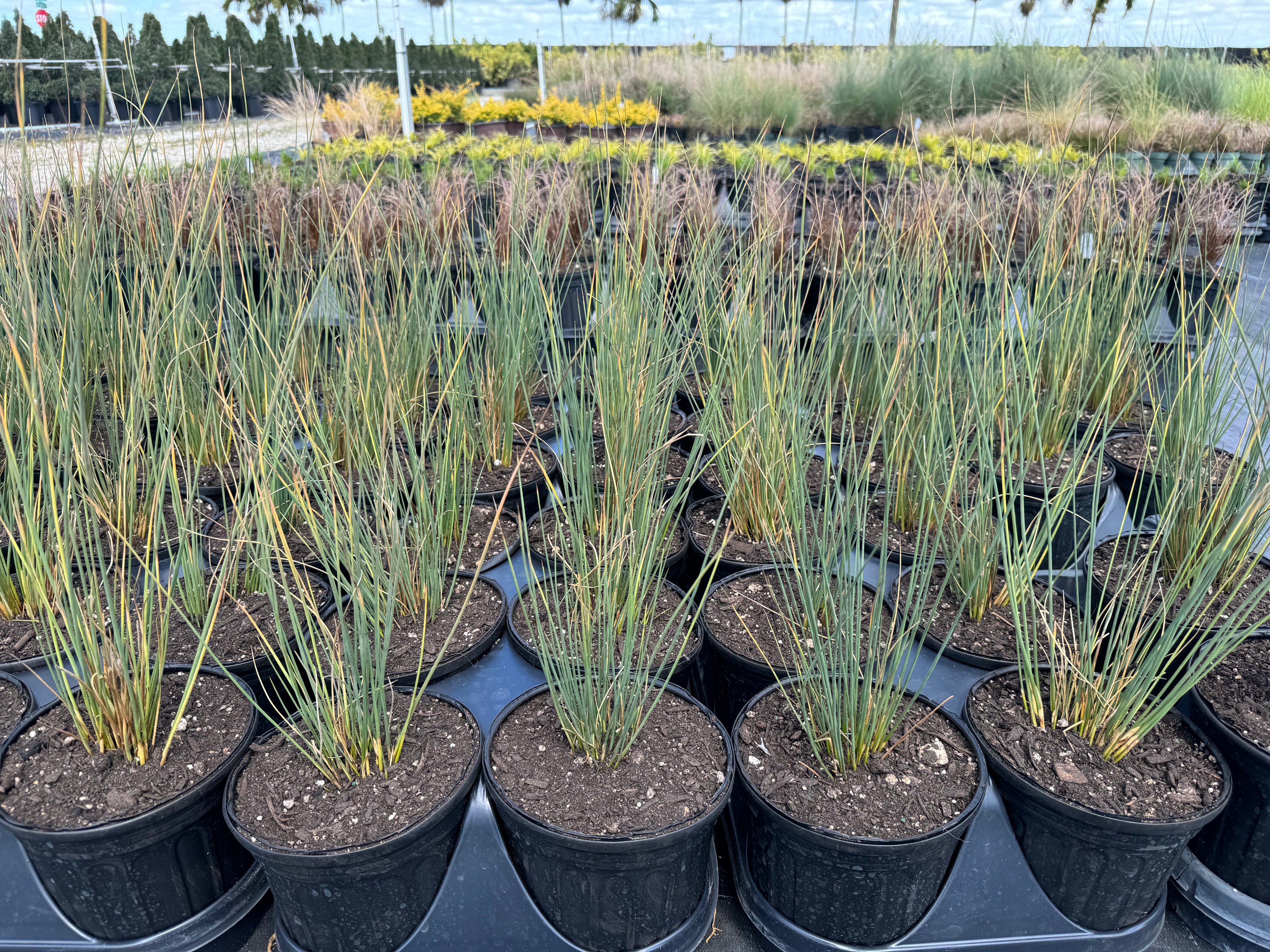 Blue Arrow Juncus Rush Grass