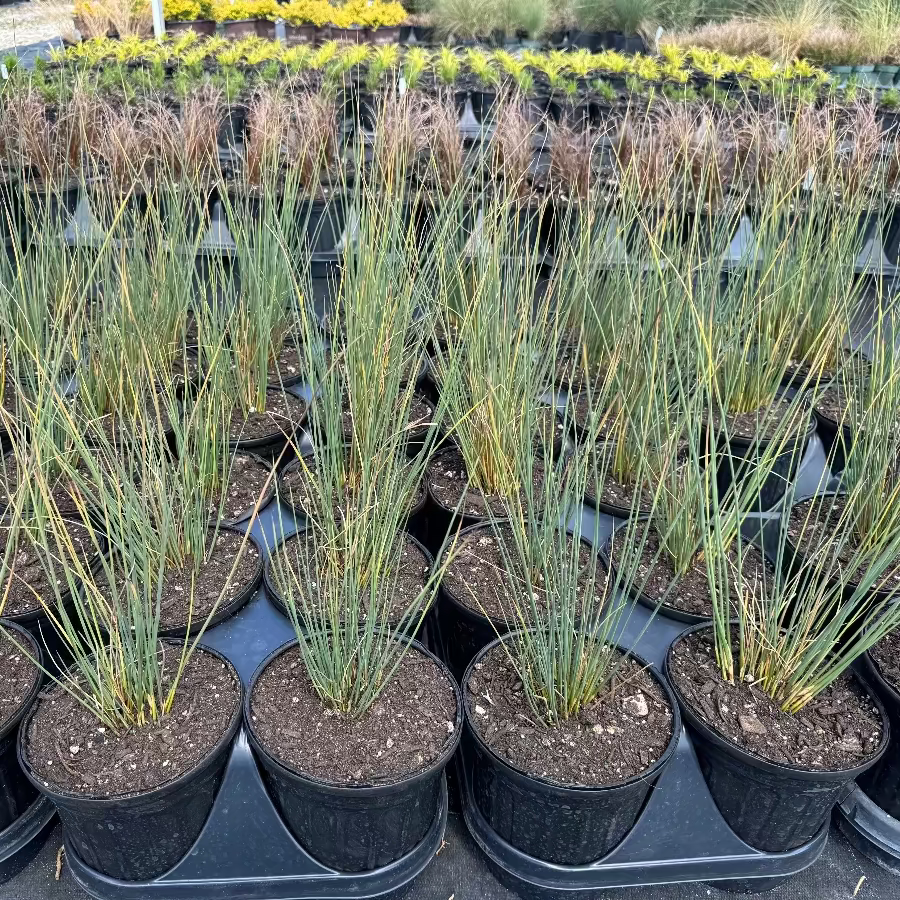 Blue Arrow Juncus Rush Grass in row of pots