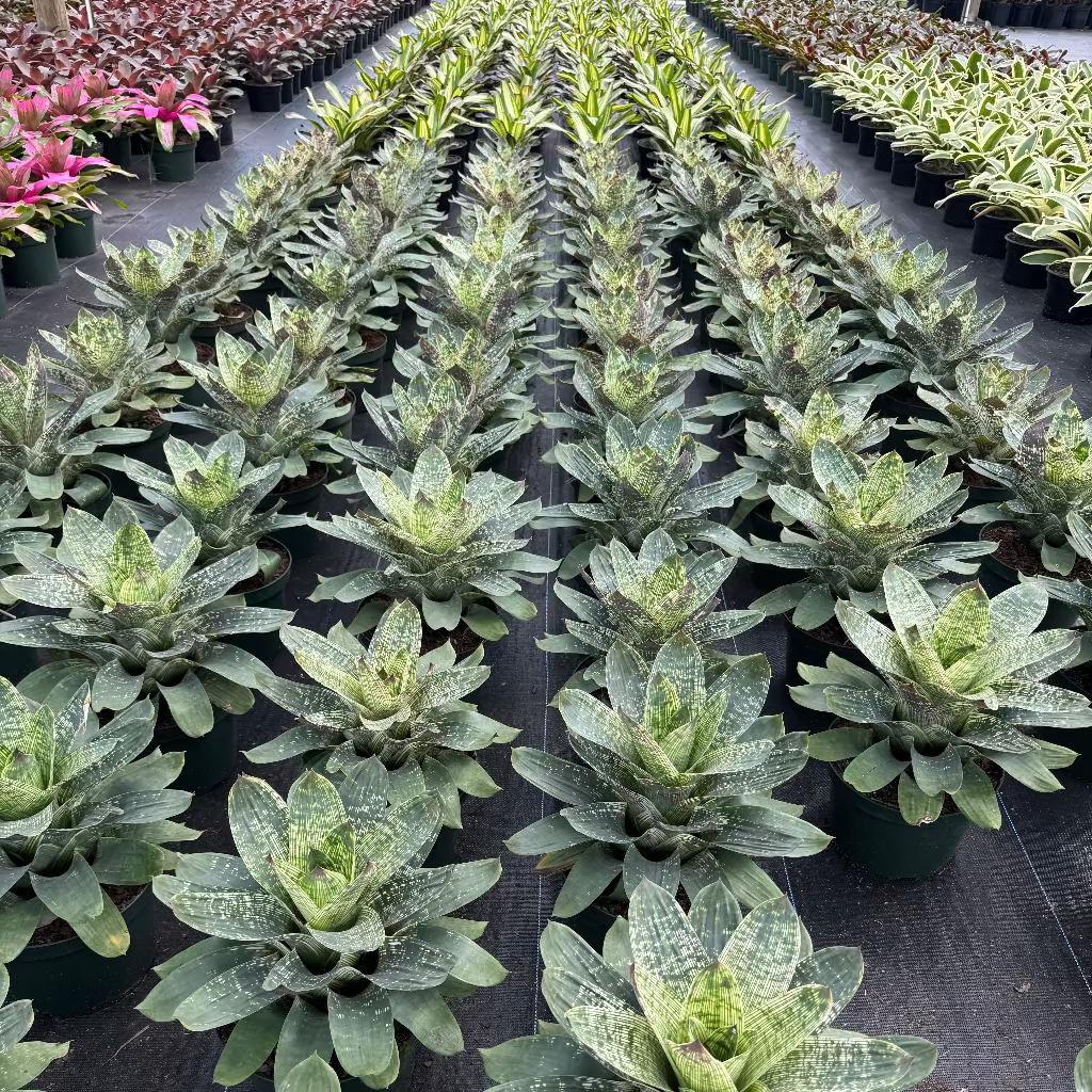 multiple Bromeliad Vriesea Gigantea Nova