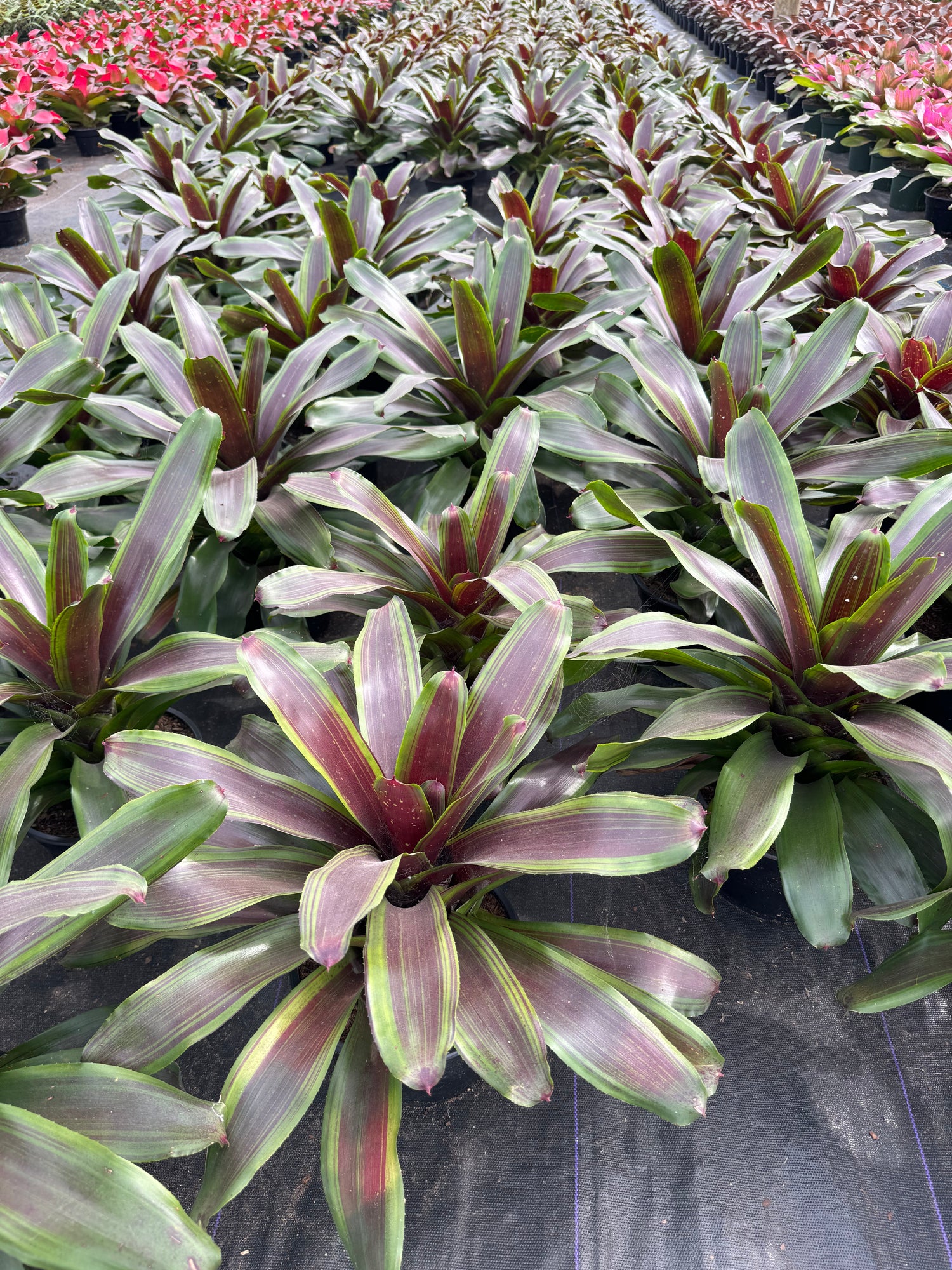 multiple Bromeliad Neoregelia Namaskar outside