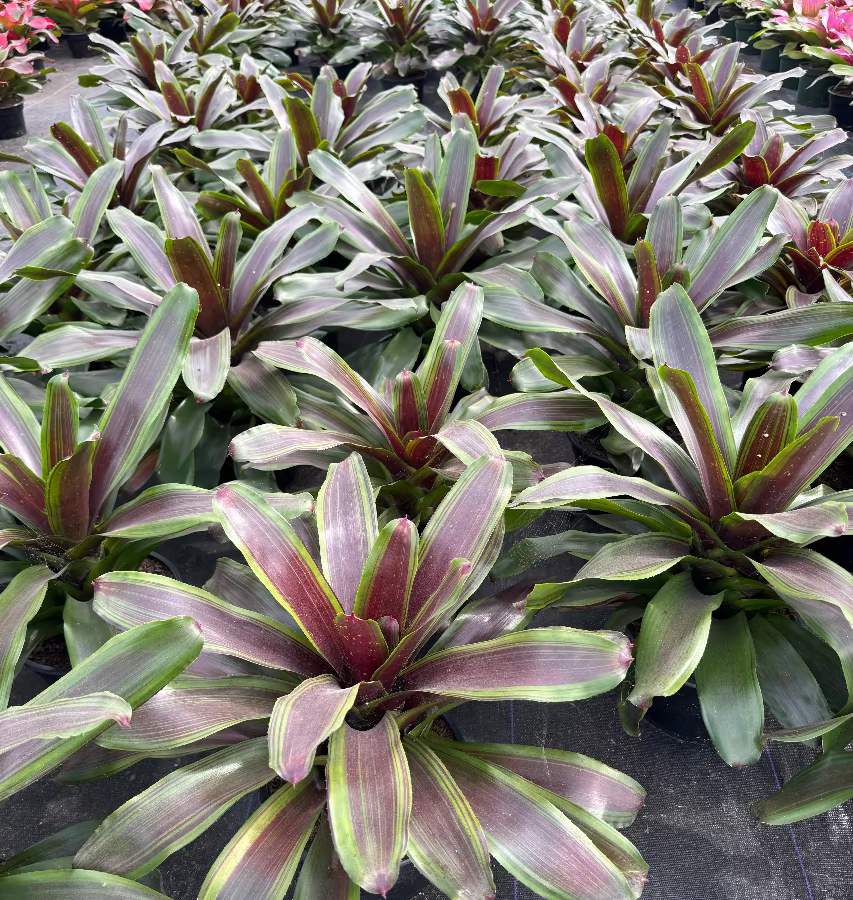 multiple Bromeliad Neoregelia Namaskar outside
