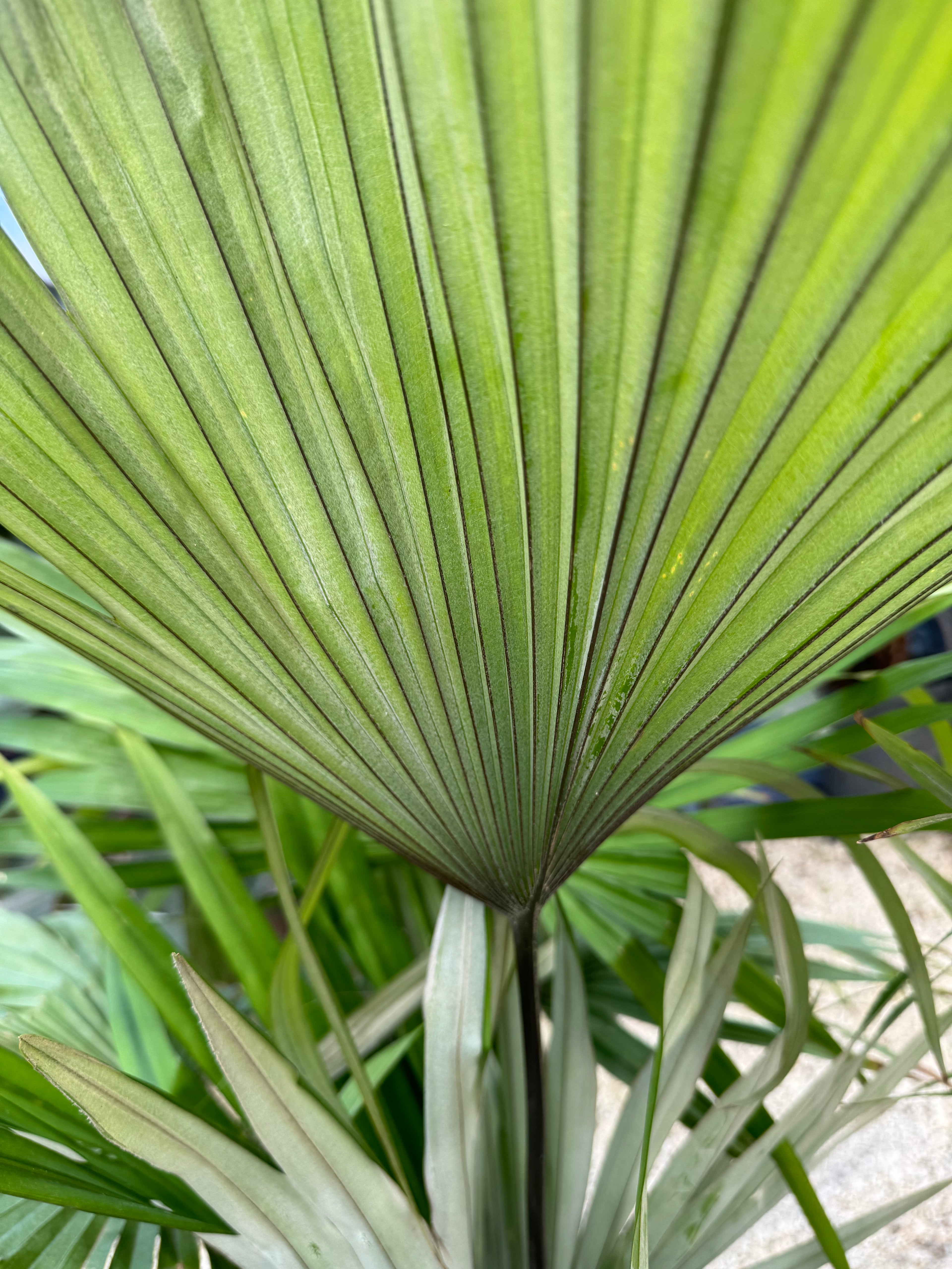 Kerriodoxa Elegans Palm Tree, Rare and Exotic