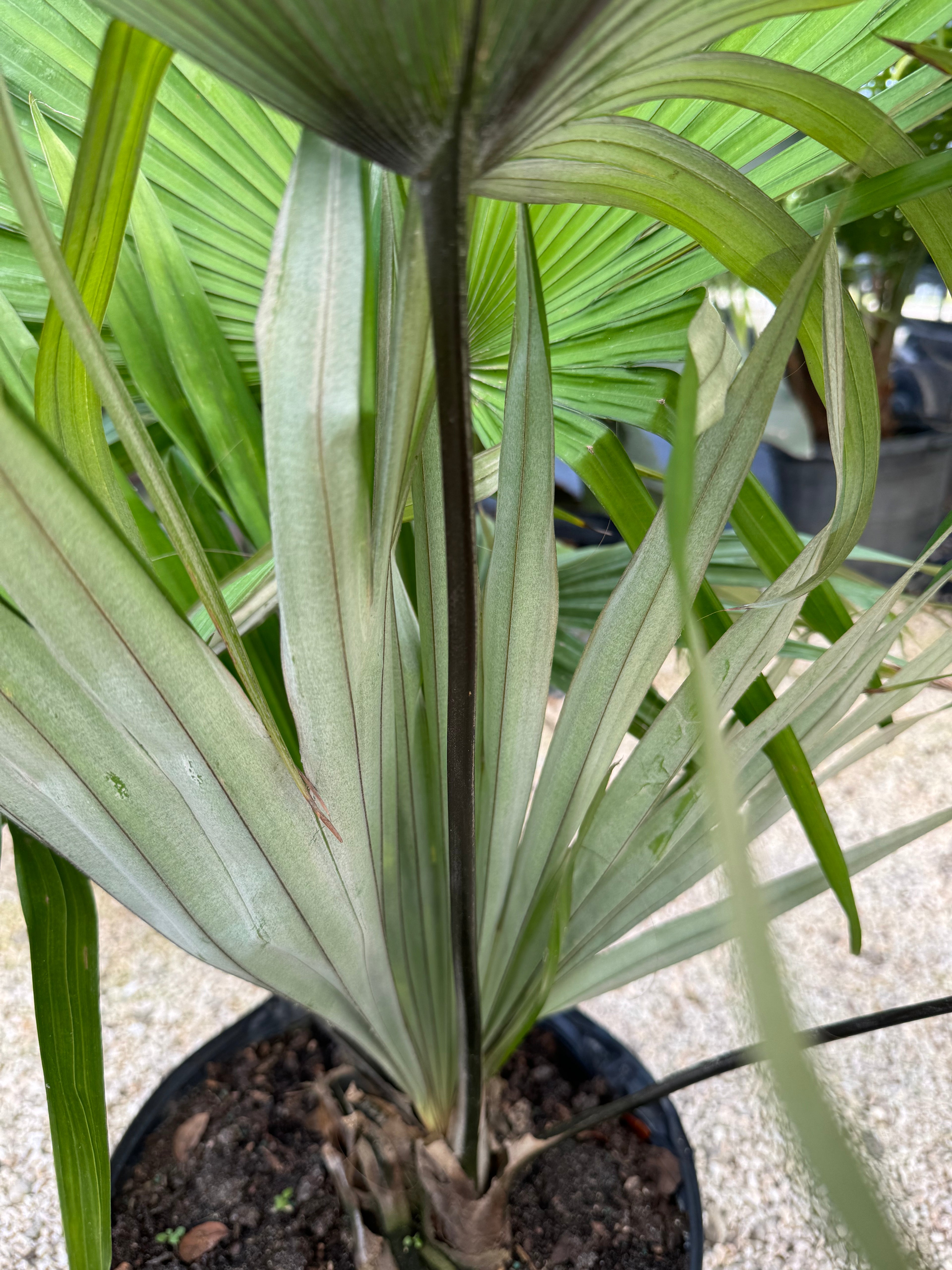 leaves of Kerriodoxa Elegans Palm Tree, Rare and Exotic in a pot