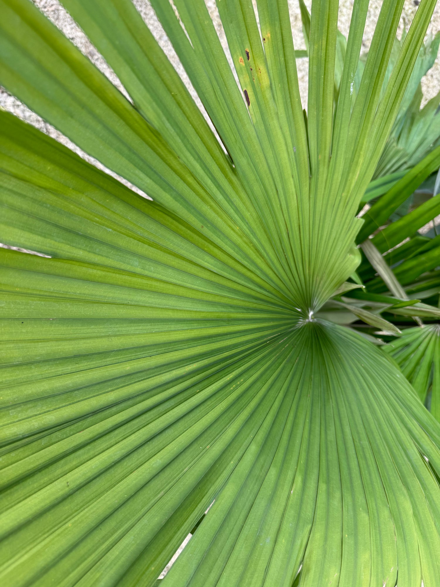 close view of Kerriodoxa Elegans Palm Tree, Rare and Exotic