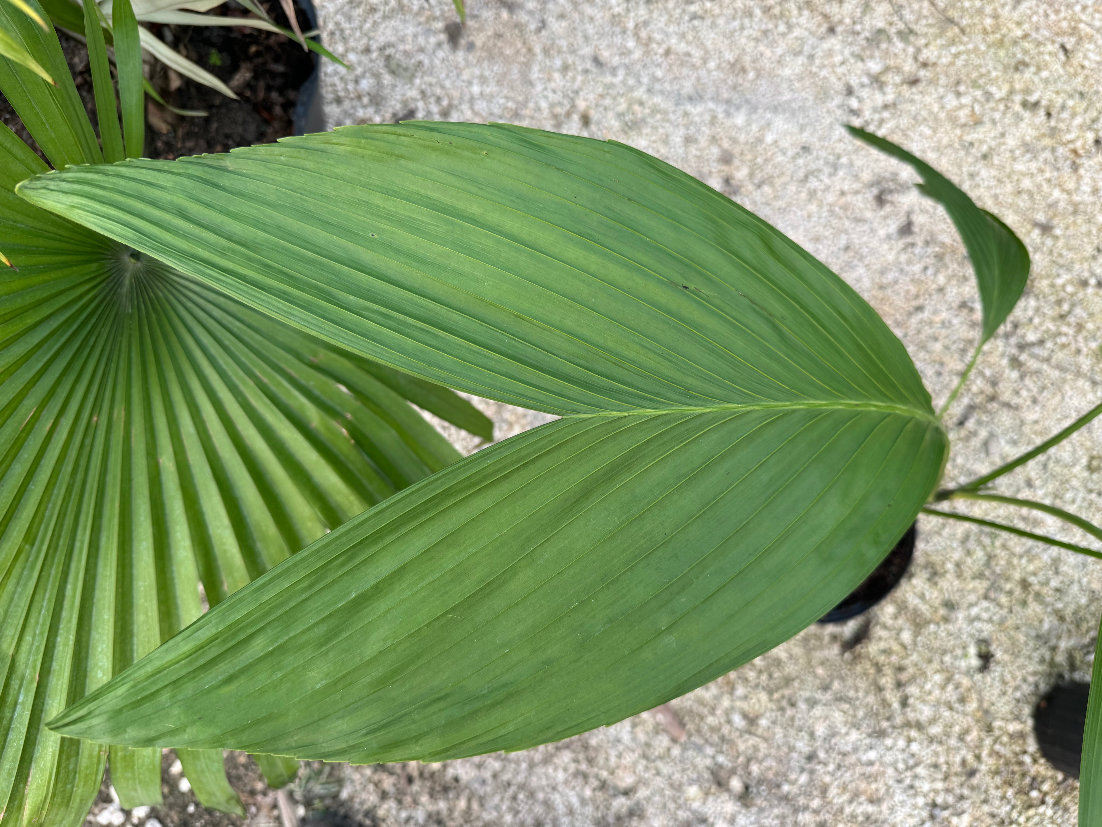 single leaf of Chamaedorea Ernesti Augustiii Palm Tree, Rare and Exotic