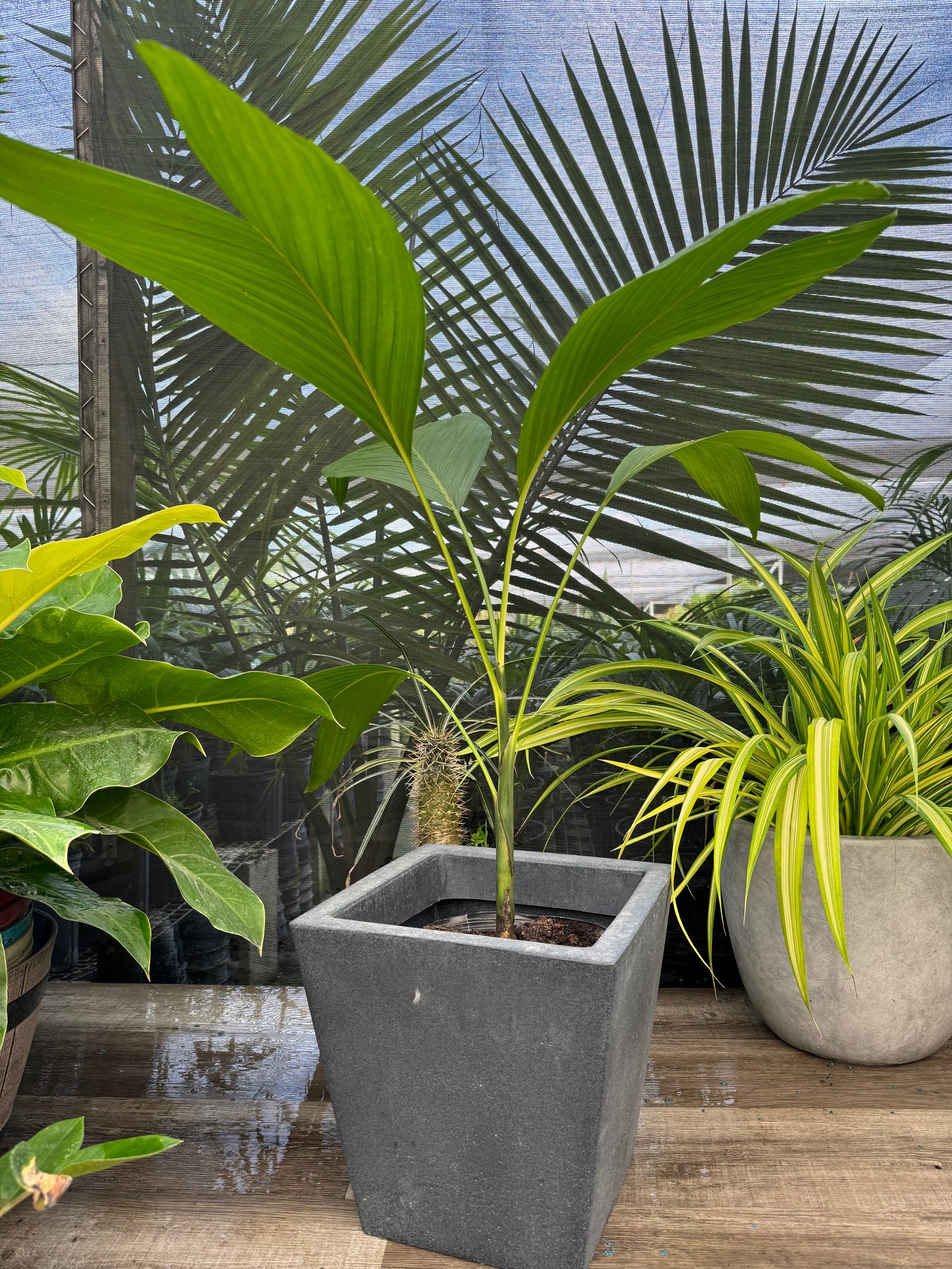 front view of Chamaedorea Ernesti Augustiii Palm Tree, Rare and Exotic