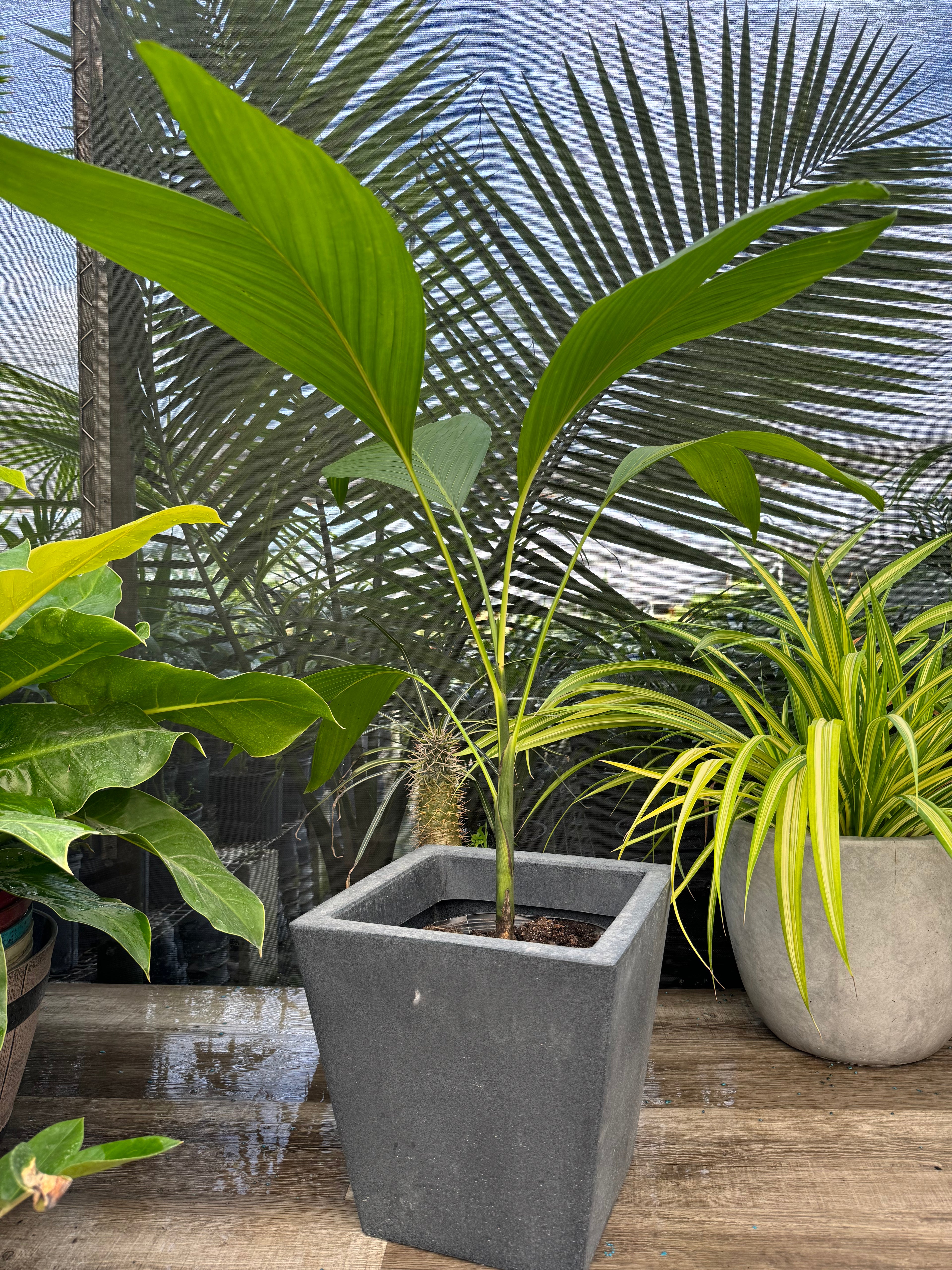 front view of Chamaedorea Ernesti Augustiii Palm Tree, Rare and Exotic