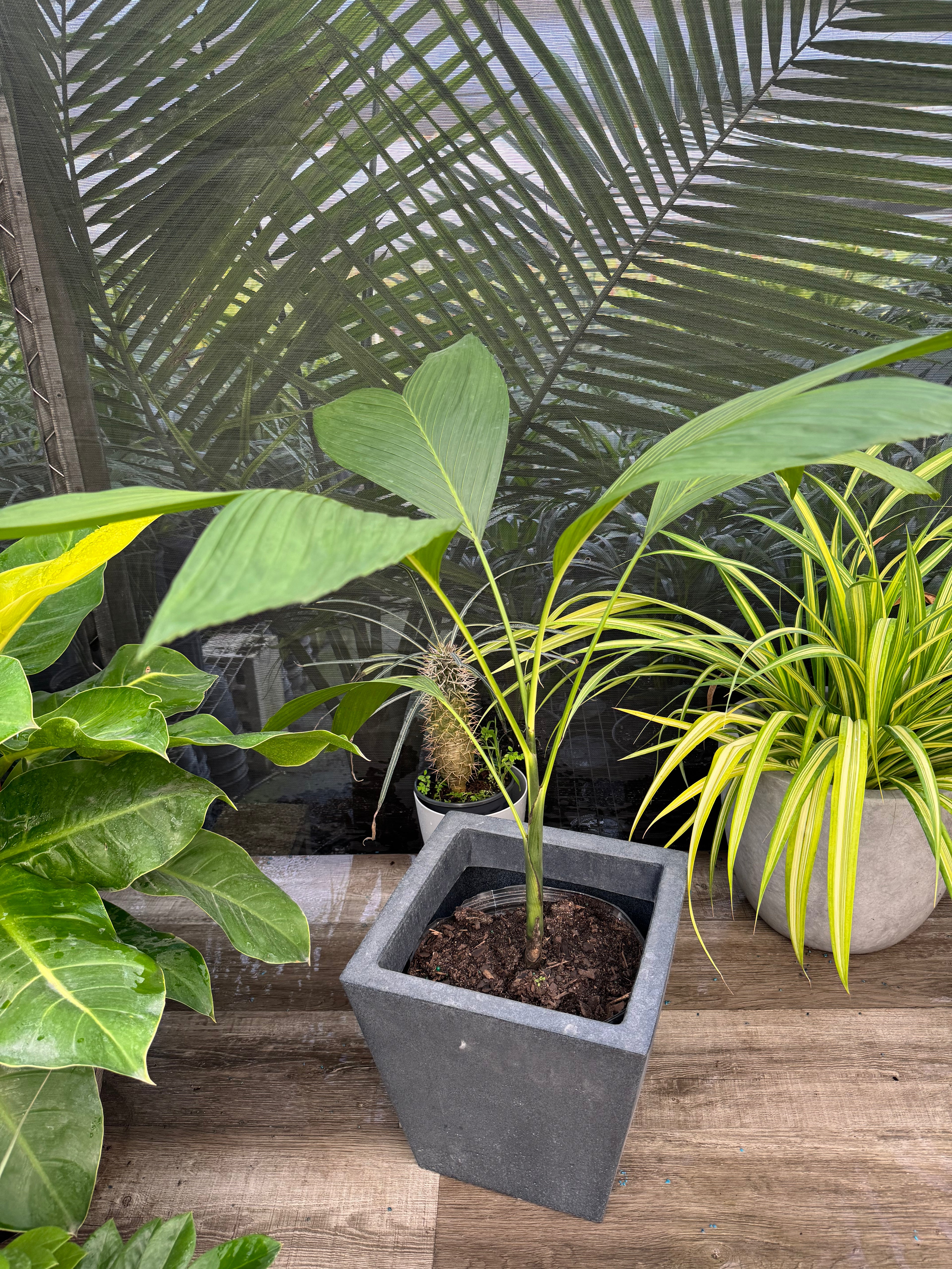 Chamaedorea Ernesti Augustiii Palm Tree, Rare and Exotic in a grey pot