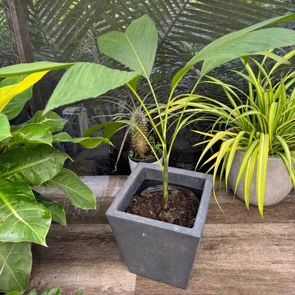 Chamaedorea Ernesti Augustiii Palm Tree, Rare and Exotic in a grey pot