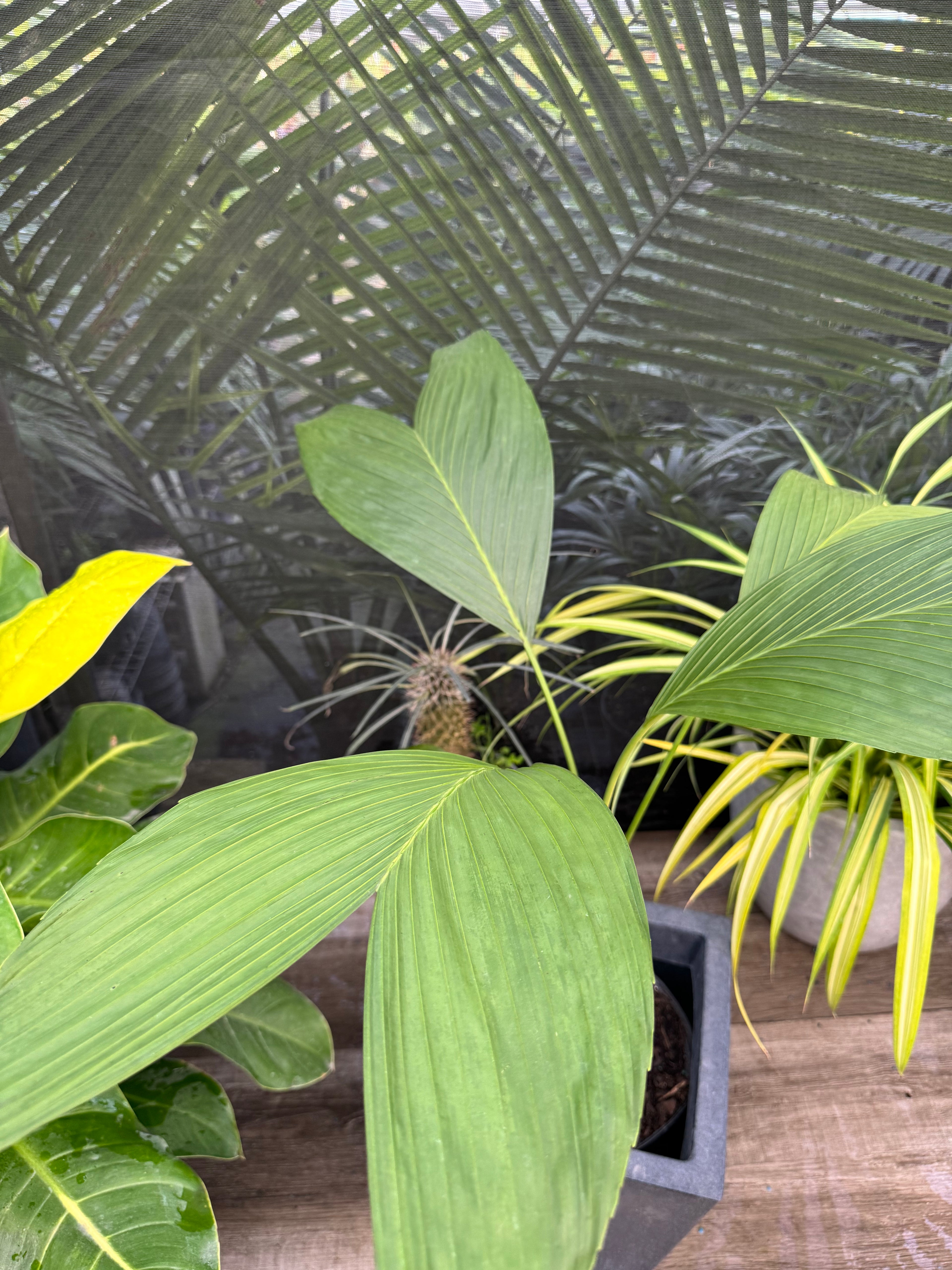 upper view of Chamaedorea Ernesti Augustiii Palm Tree, Rare and Exotic