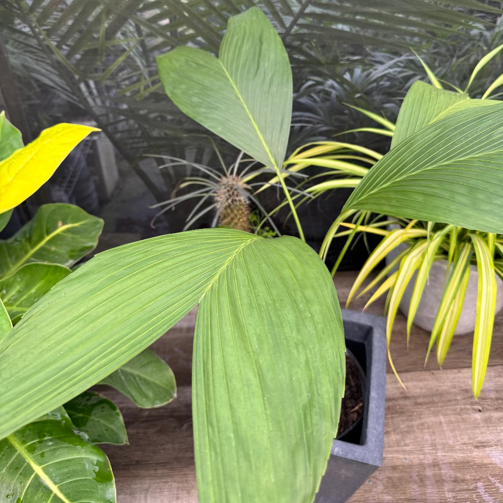 upper view of Chamaedorea Ernesti Augustiii Palm Tree, Rare and Exotic
