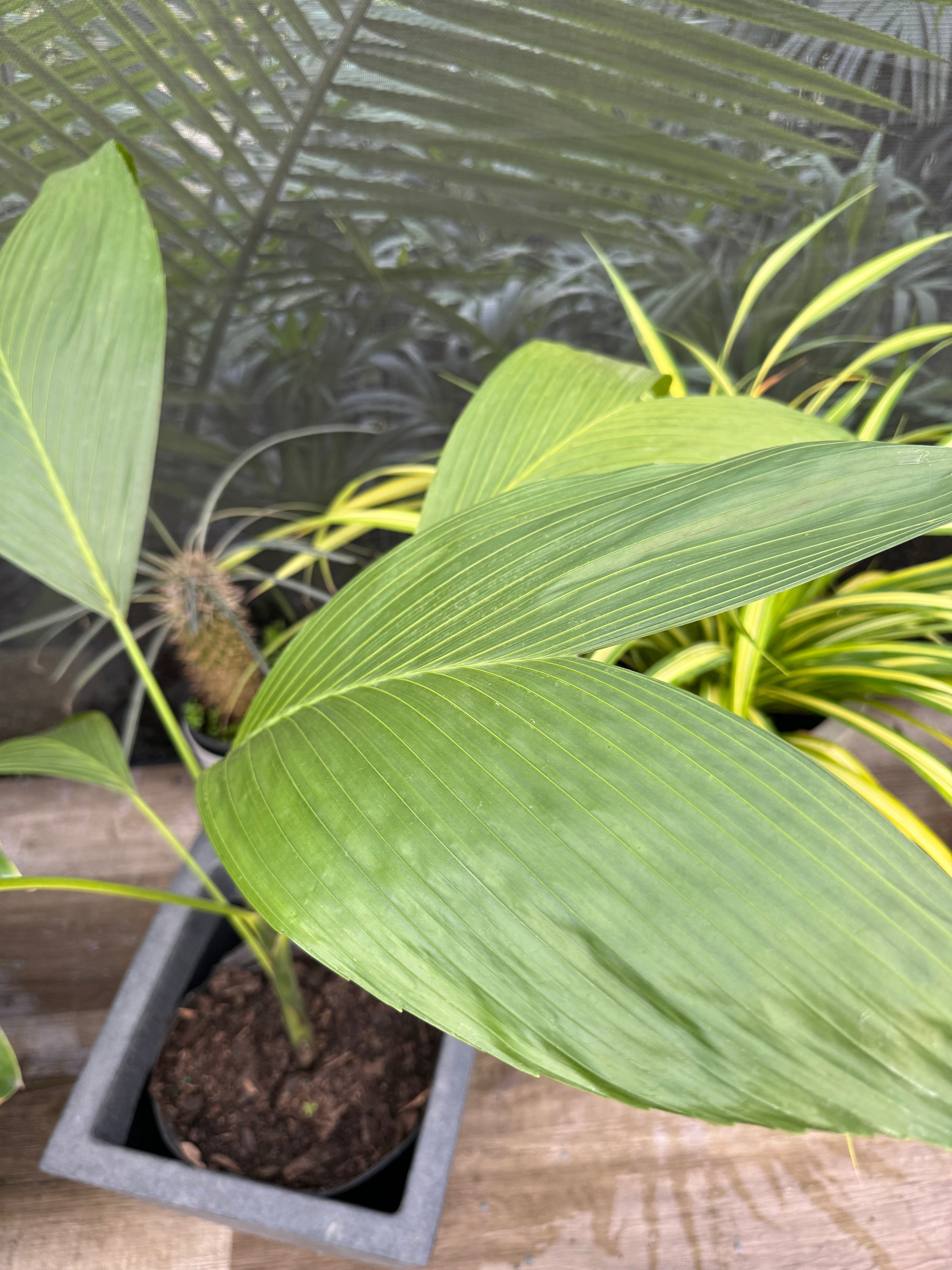 leaf of Chamaedorea Ernesti Augustiii Palm Tree, Rare and Exotic