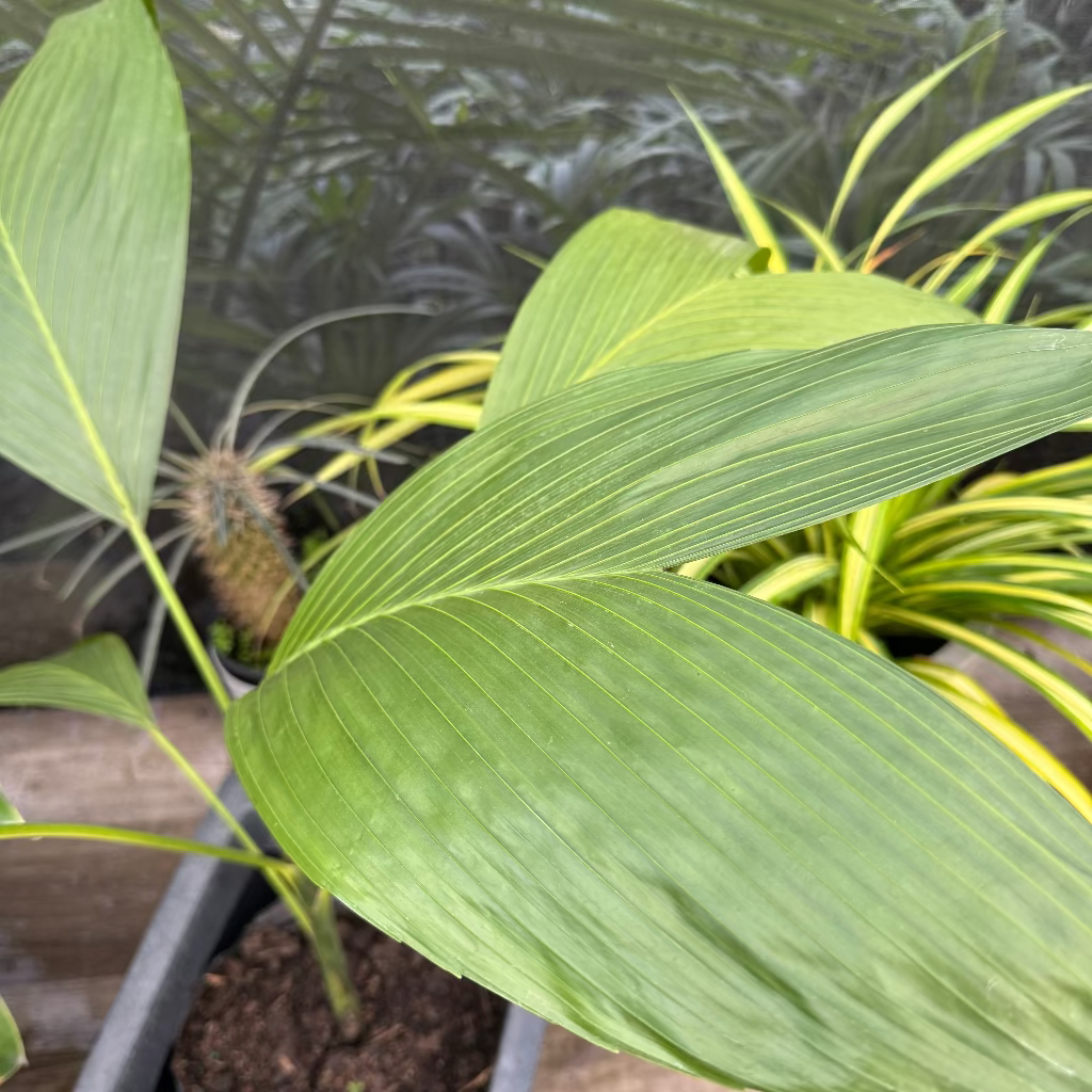 leaf of Chamaedorea Ernesti Augustiii Palm Tree, Rare and Exotic