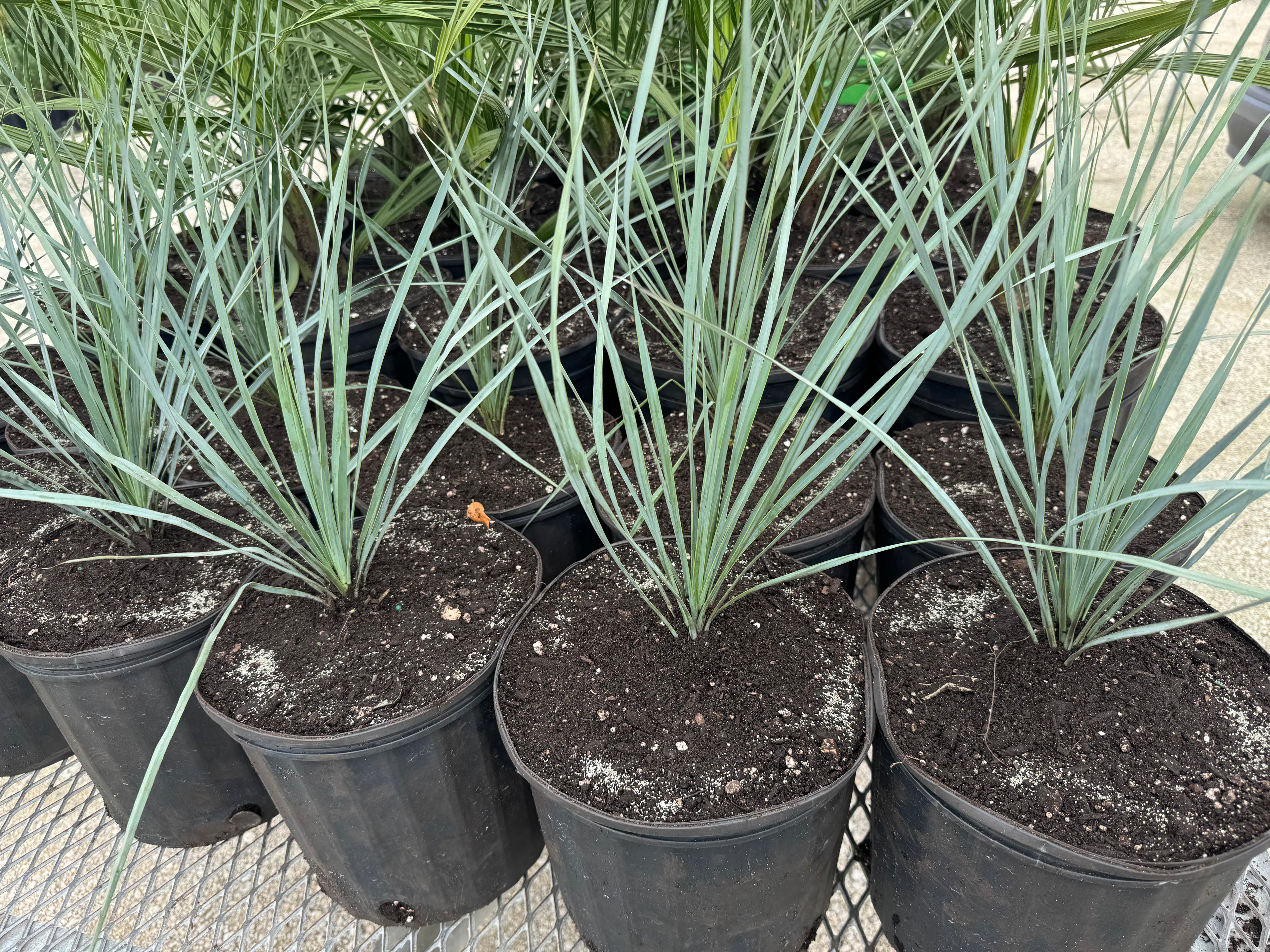 Yucca Rostrata Beaked Yucca