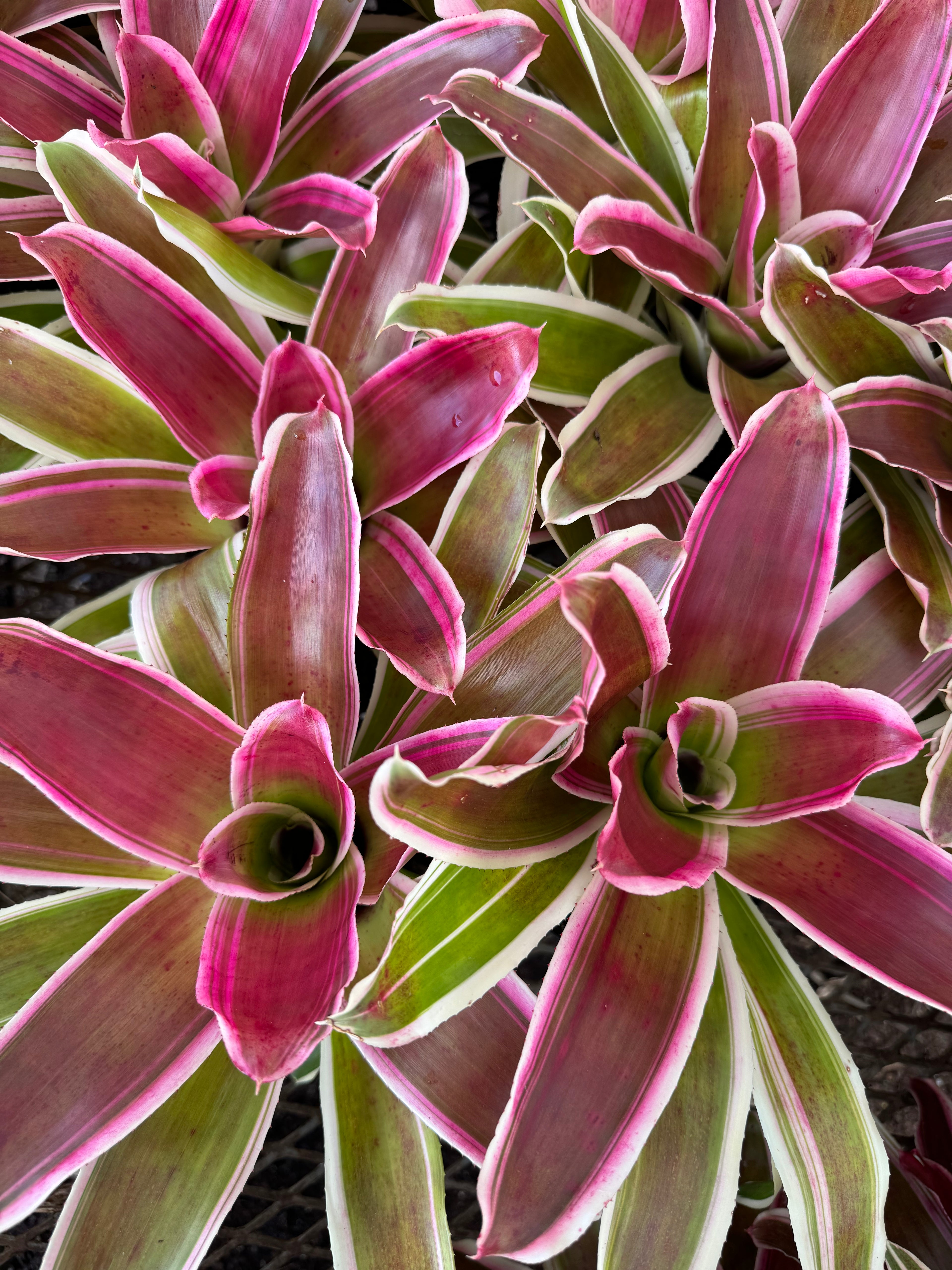 Bromeliad, Neoregelia Rafael