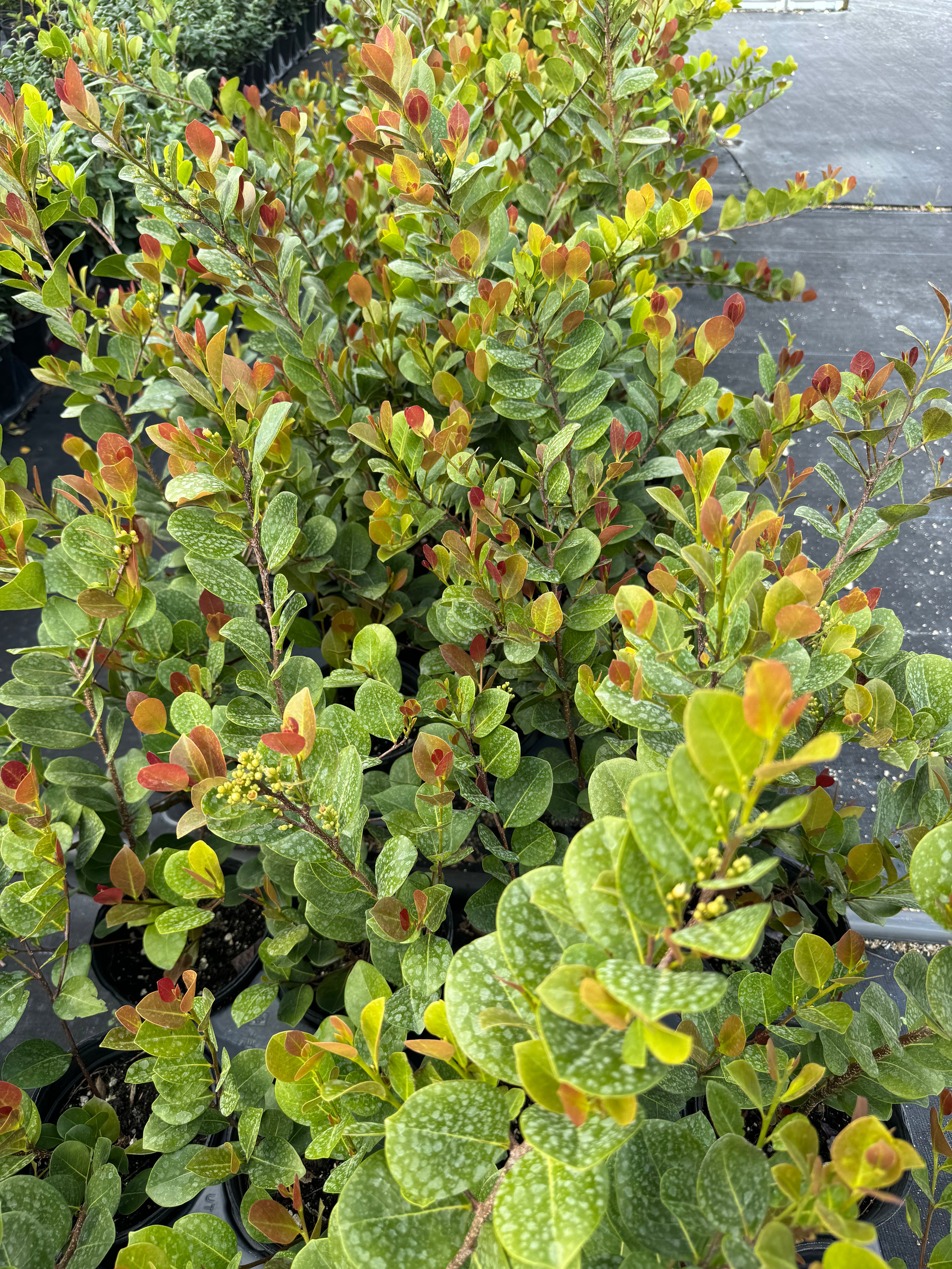 Cocoplum Red Tip, Chrysobalanus Icaco