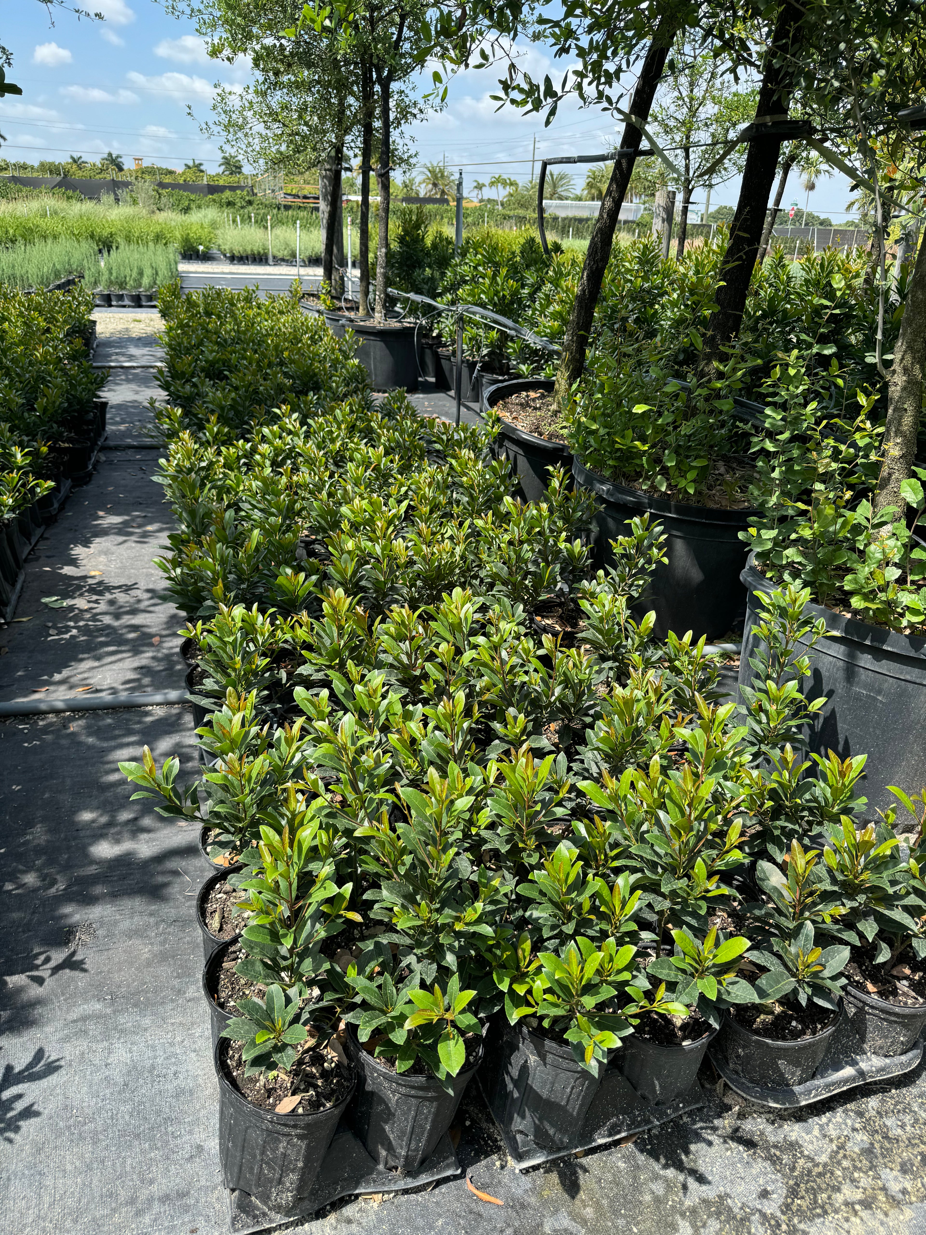 Japanese Blueberry Tree, Elaeocarpus Decipiens