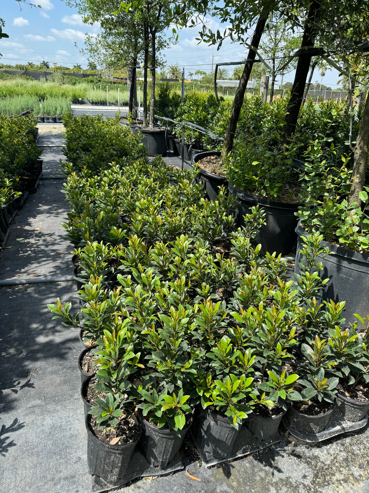 Japanese Blueberry Tree Form, Elaeocarpus Decipiens
